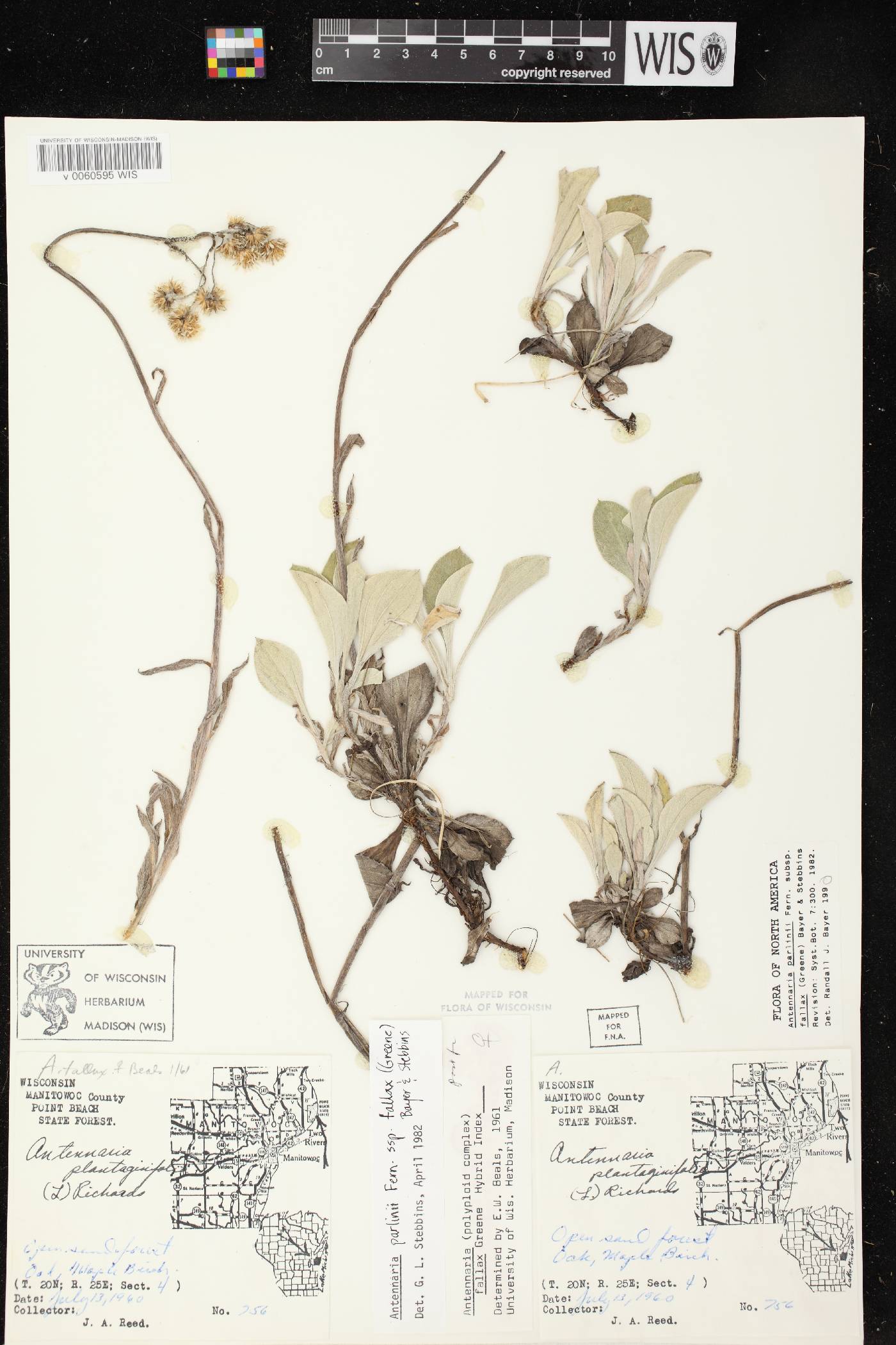 Antennaria parlinii subsp. fallax image