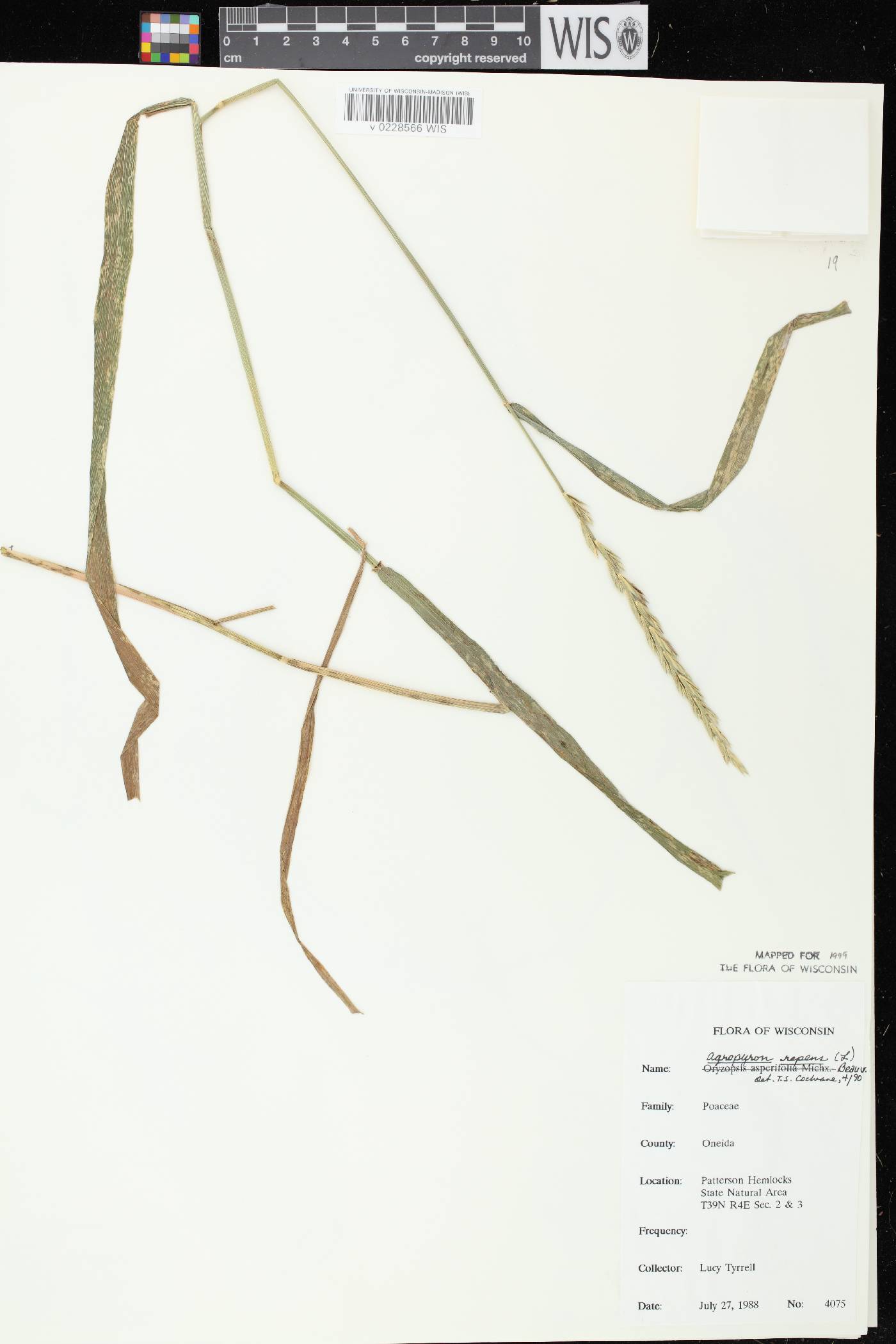 Elymus repens image