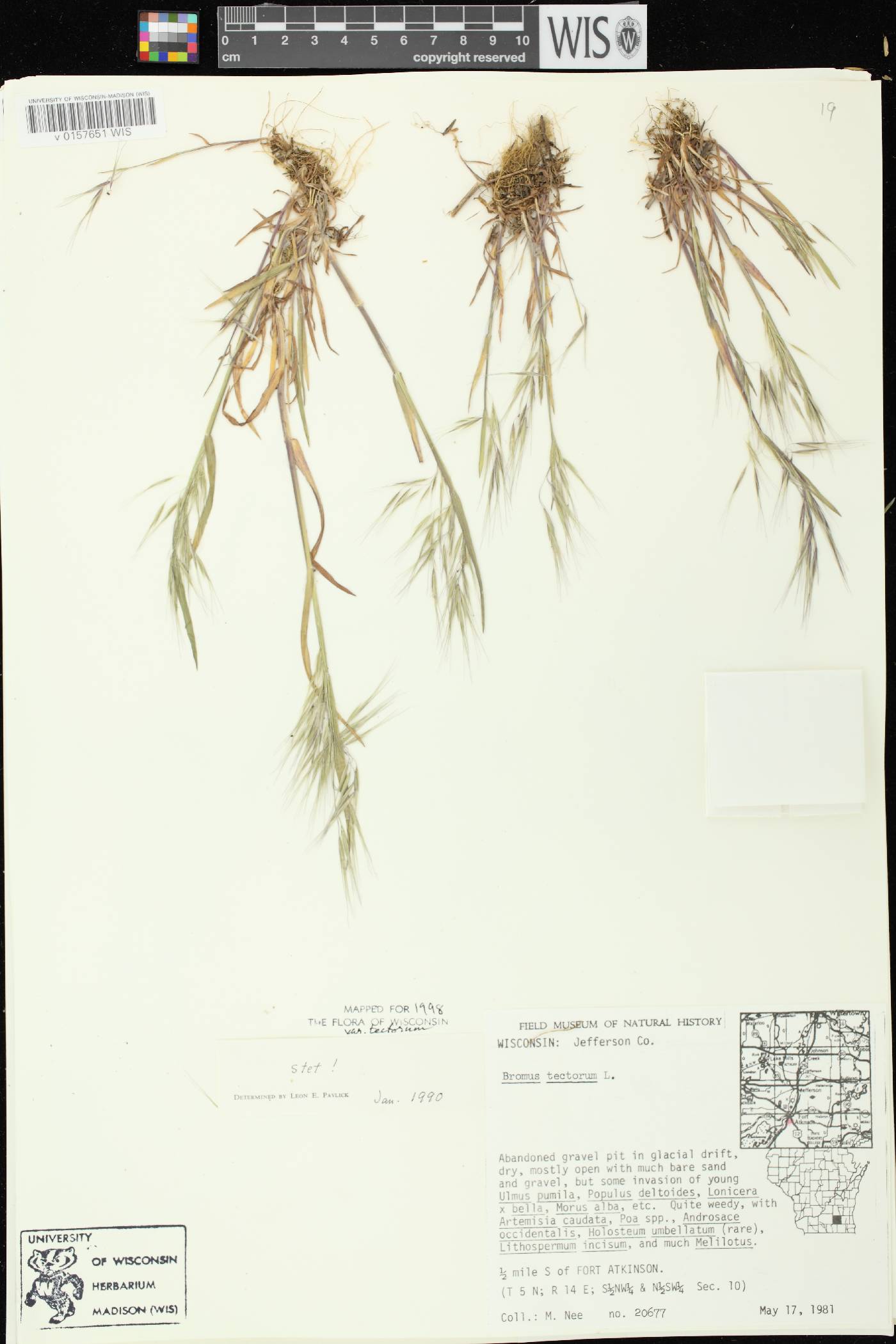 Bromus tectorum image