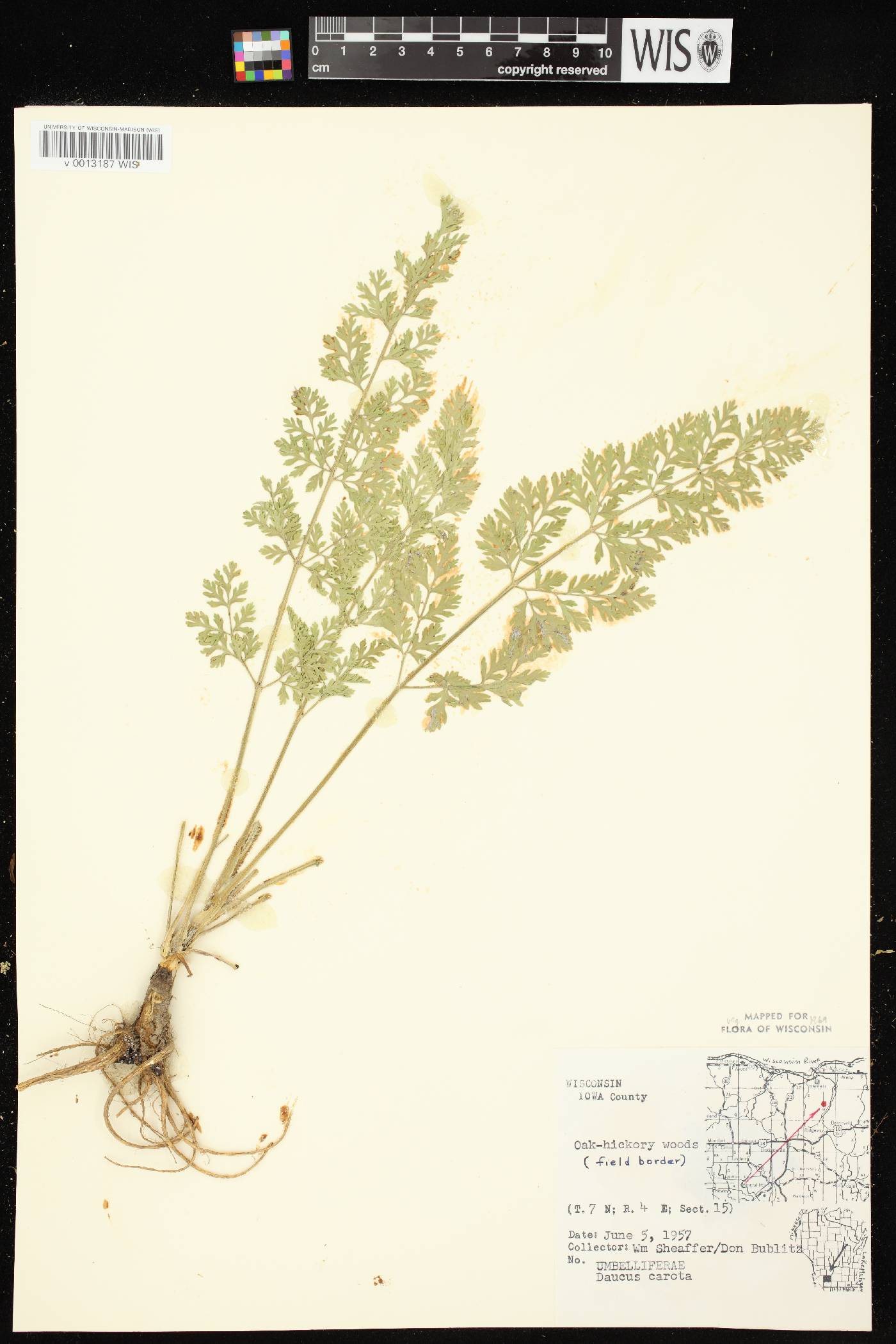 Daucus carota image