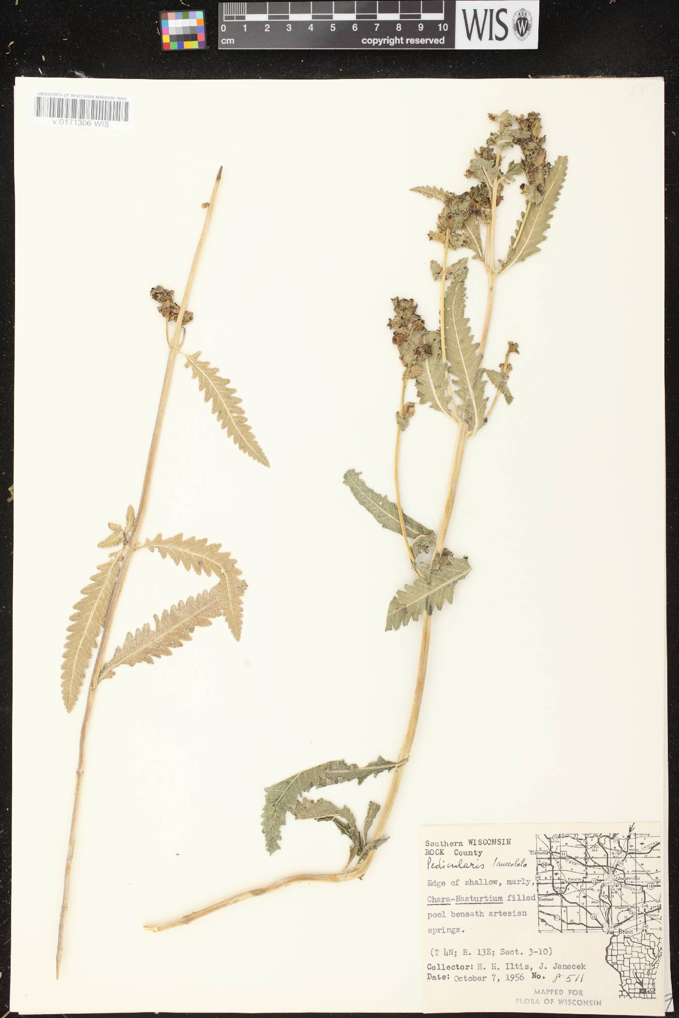 Pedicularis lanceolata image