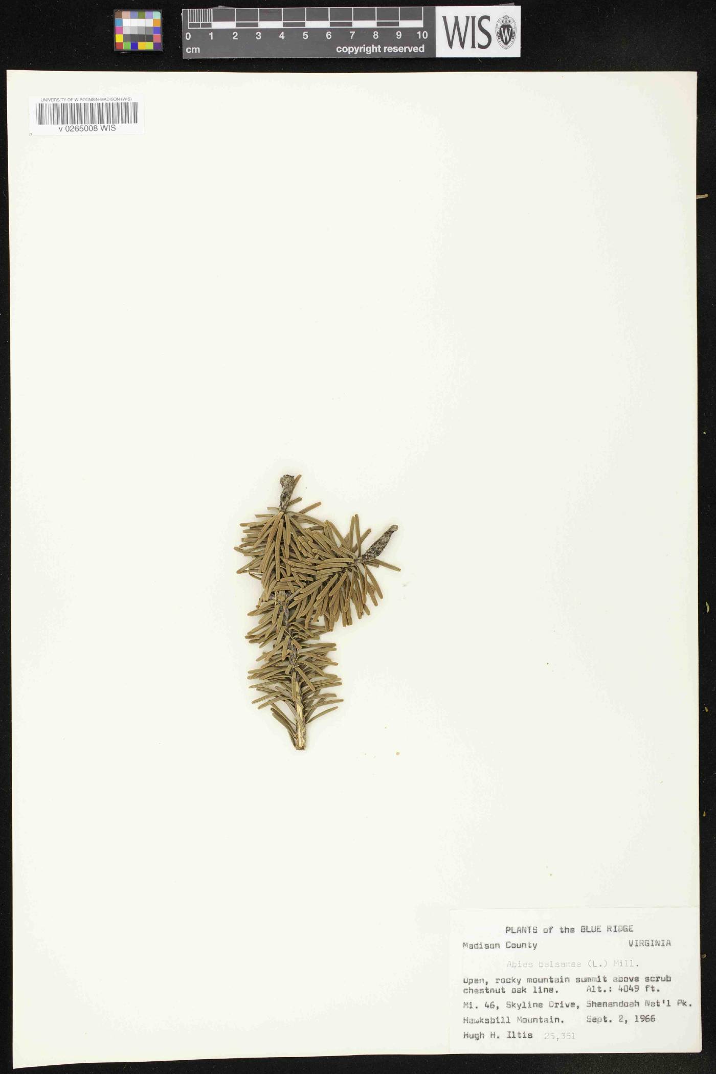 Abies balsamea image