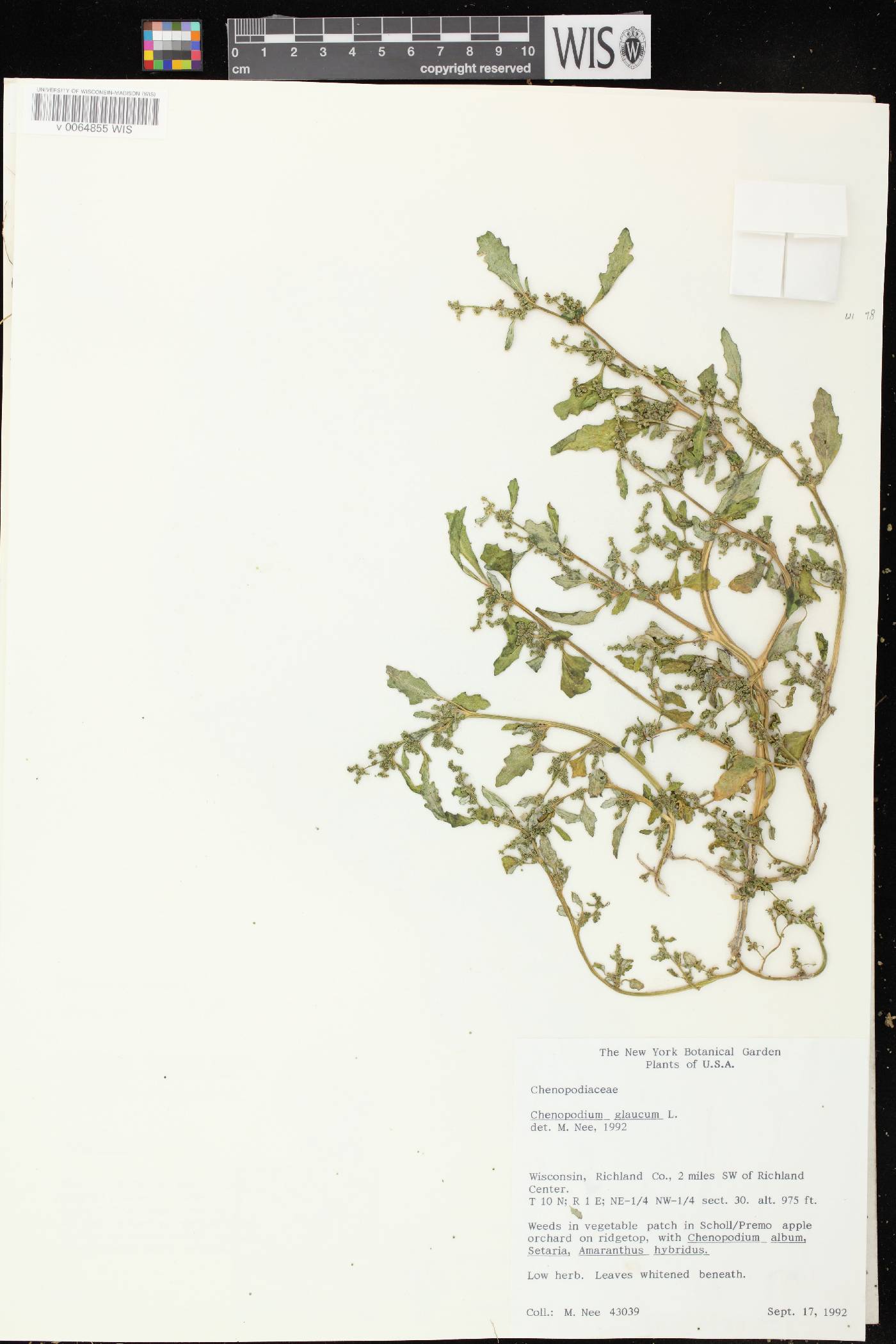 Chenopodium glaucum image