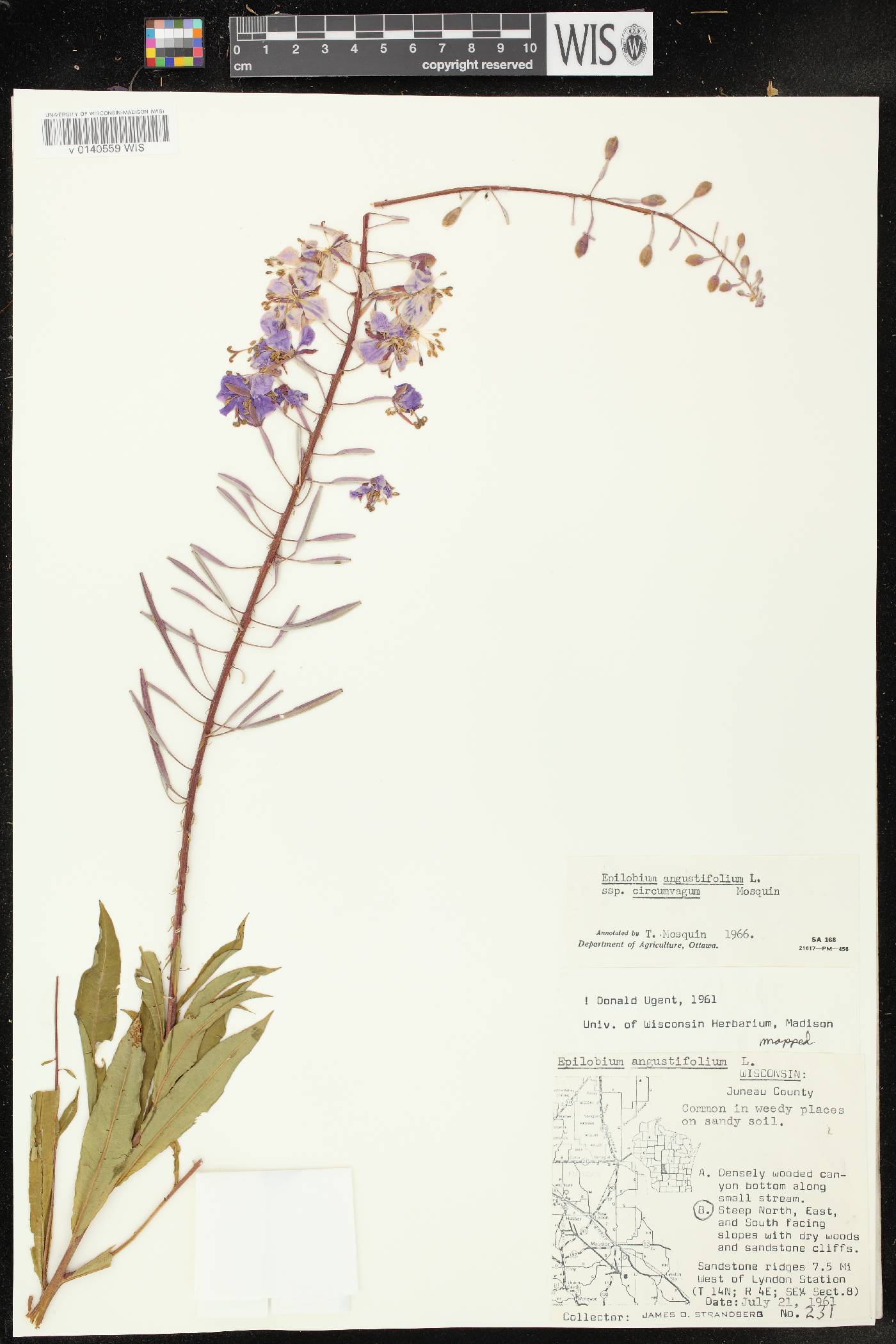 Chamerion angustifolium subsp. circumvagum image