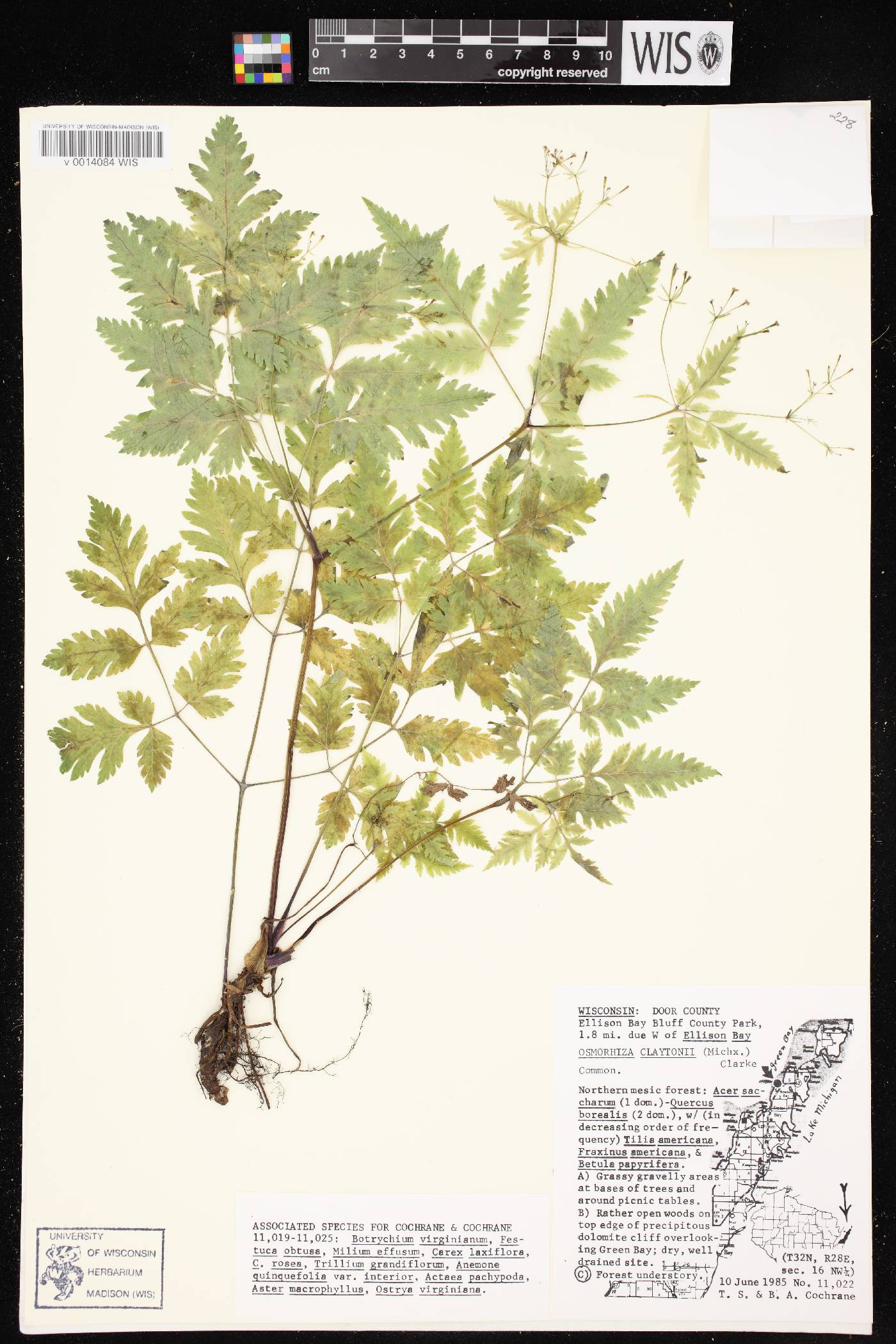 Osmorhiza claytonii image