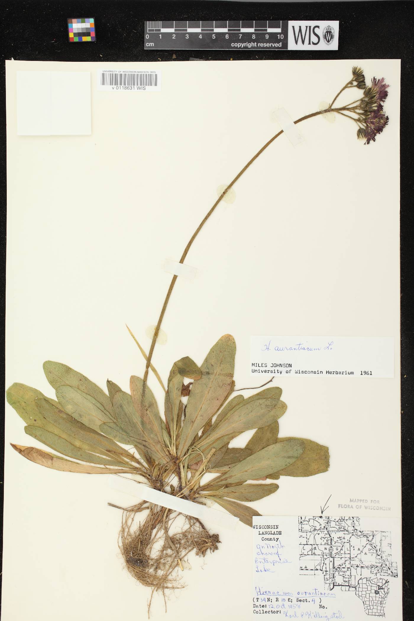 Hieracium aurantiacum image