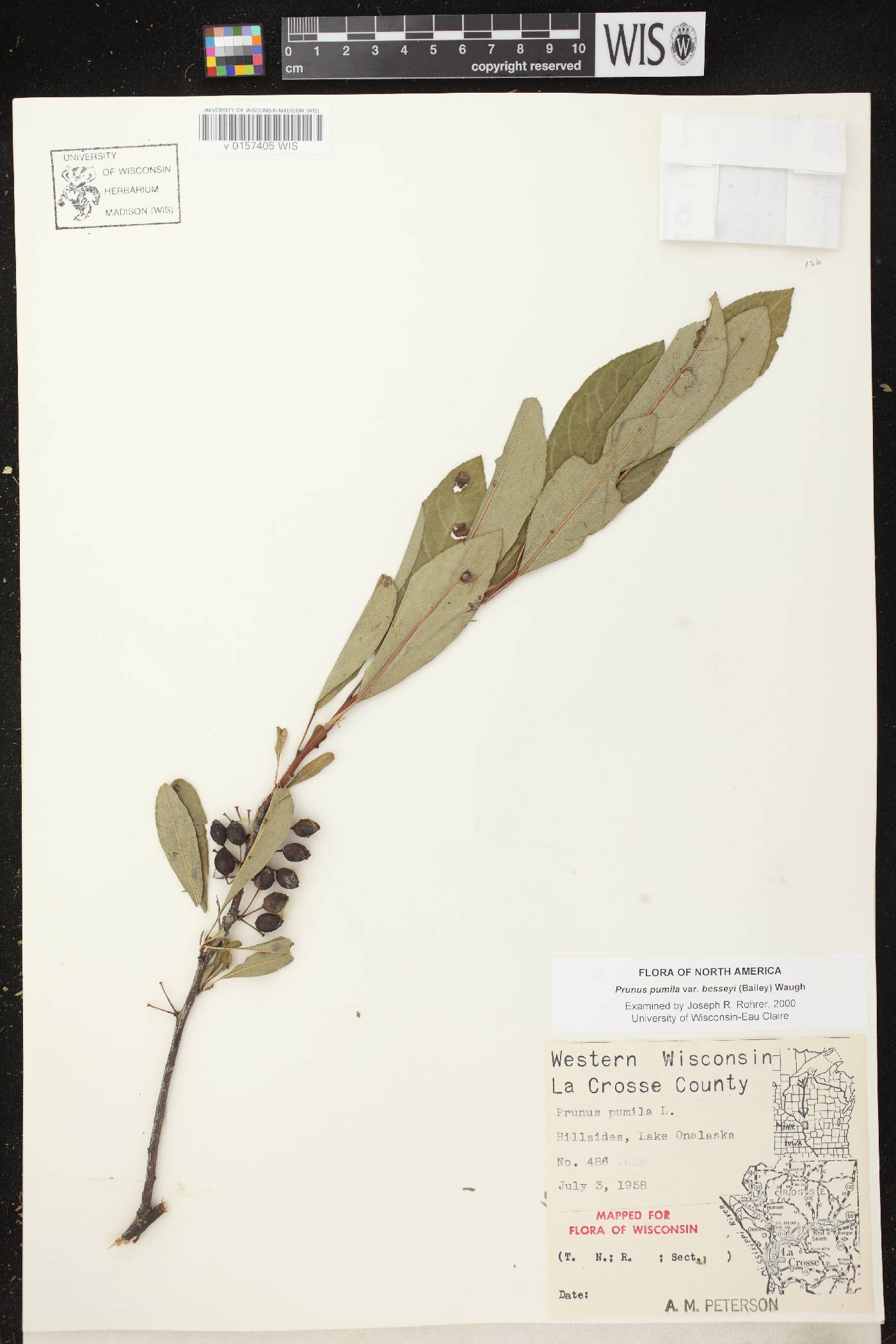 Prunus pumila image