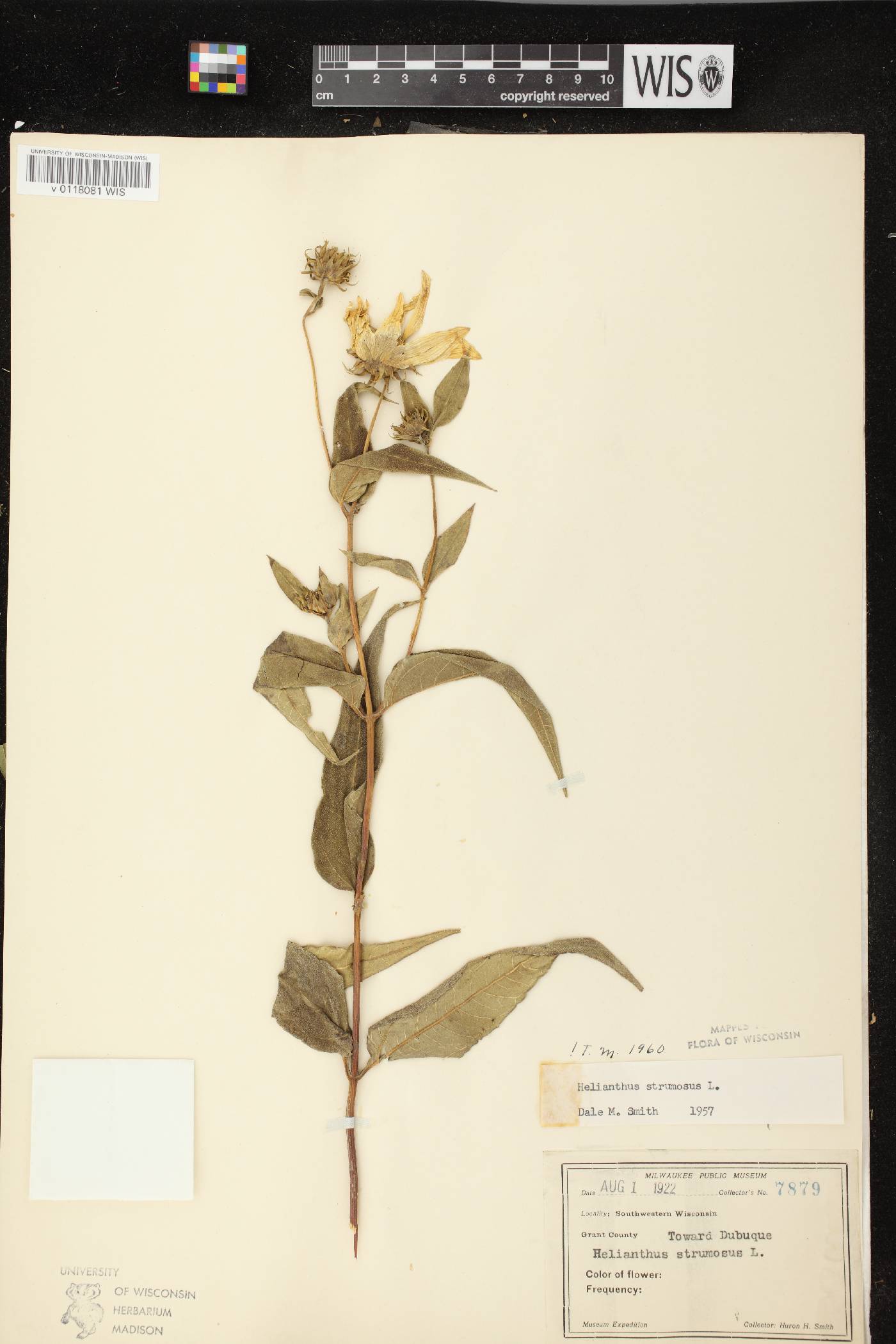 Helianthus strumosus image
