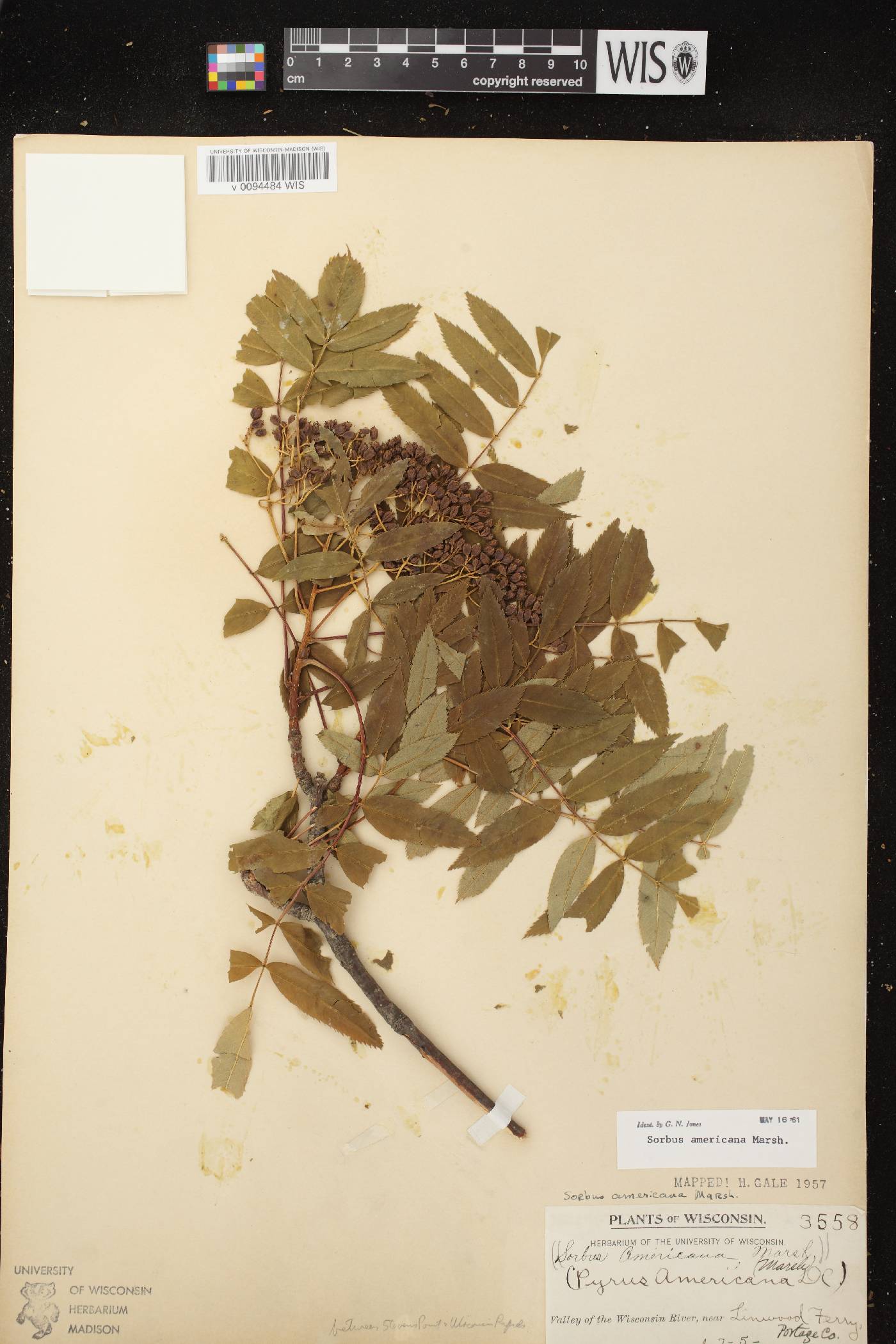 Sorbus americana image