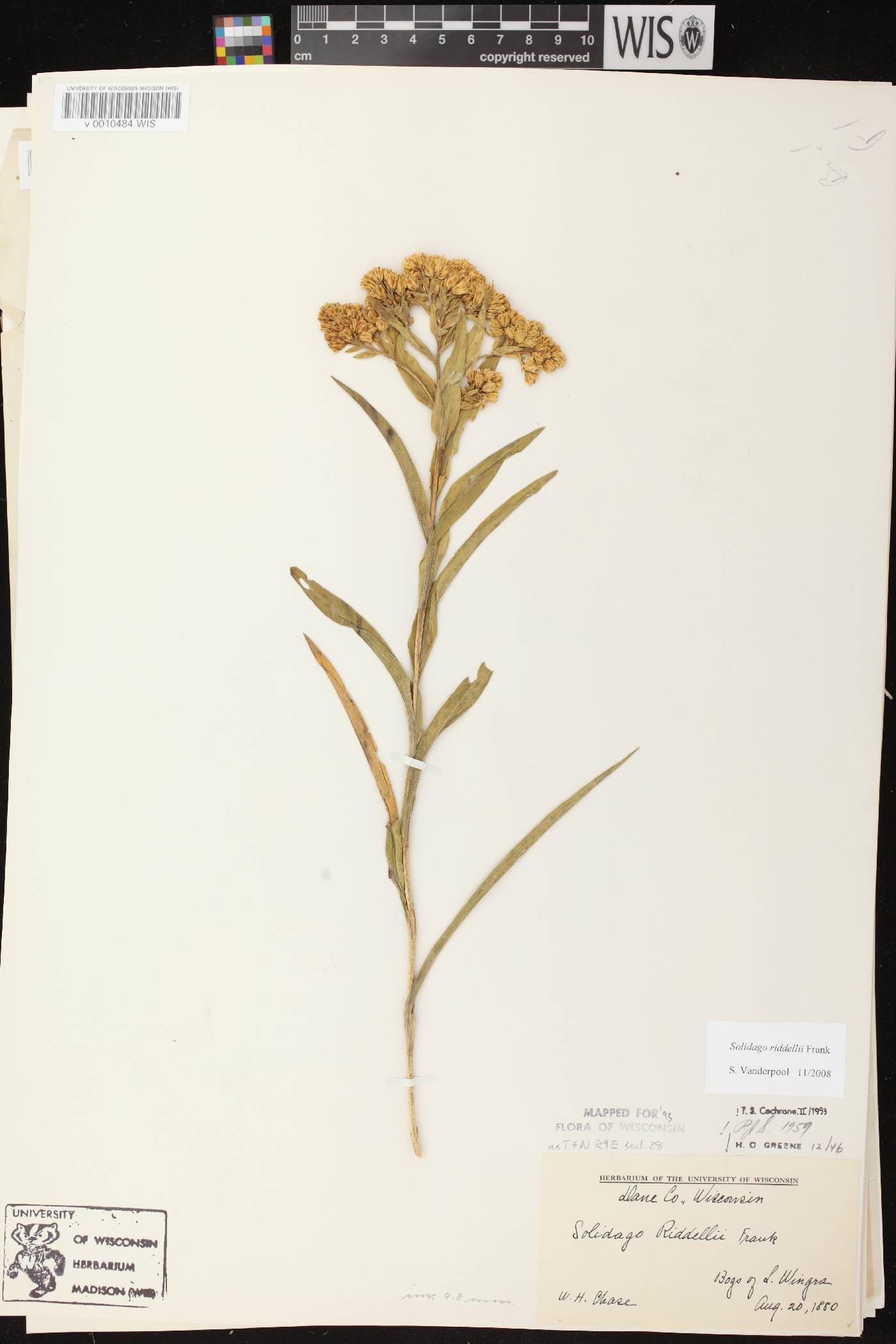 Solidago riddellii image