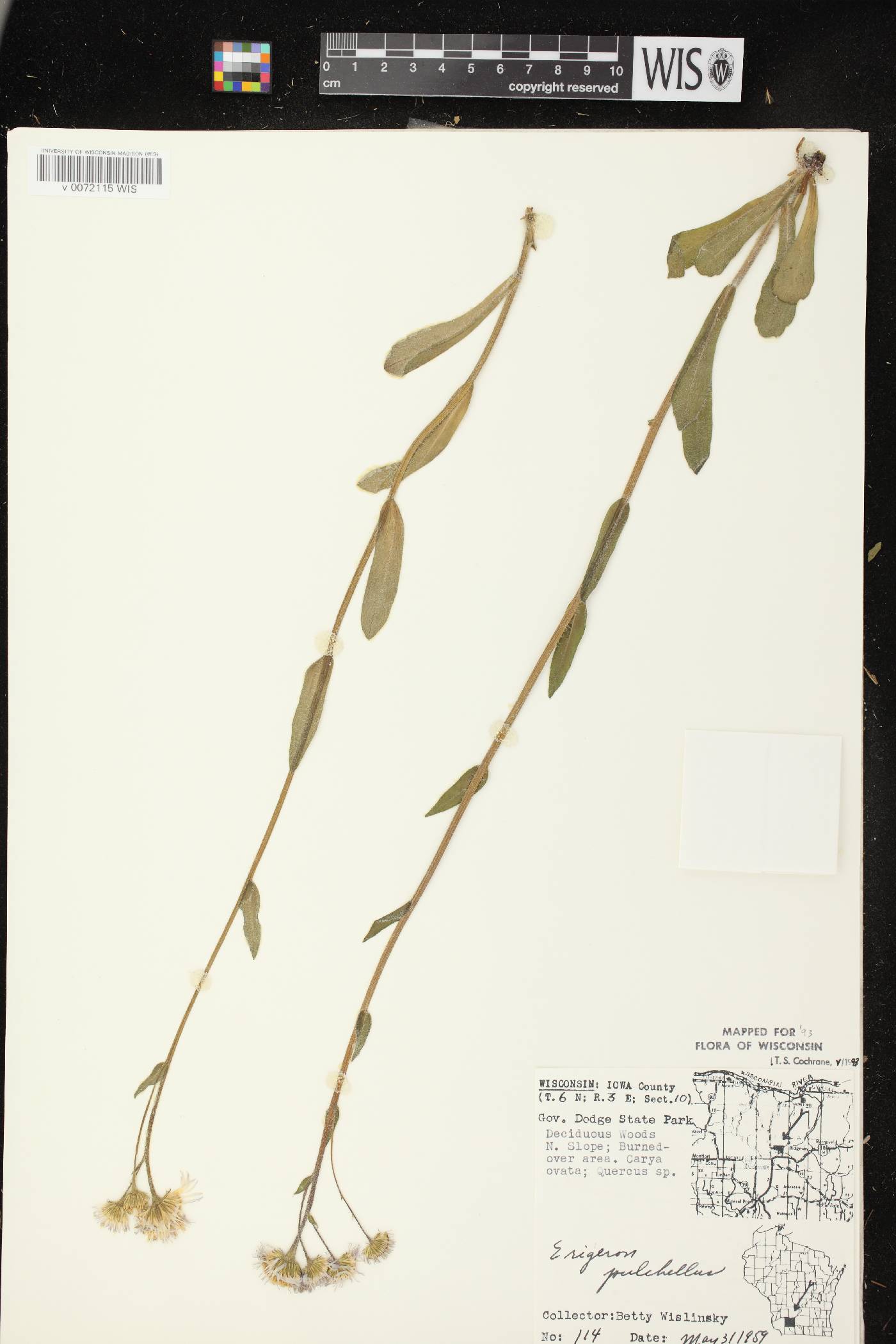 Erigeron pulchellus image