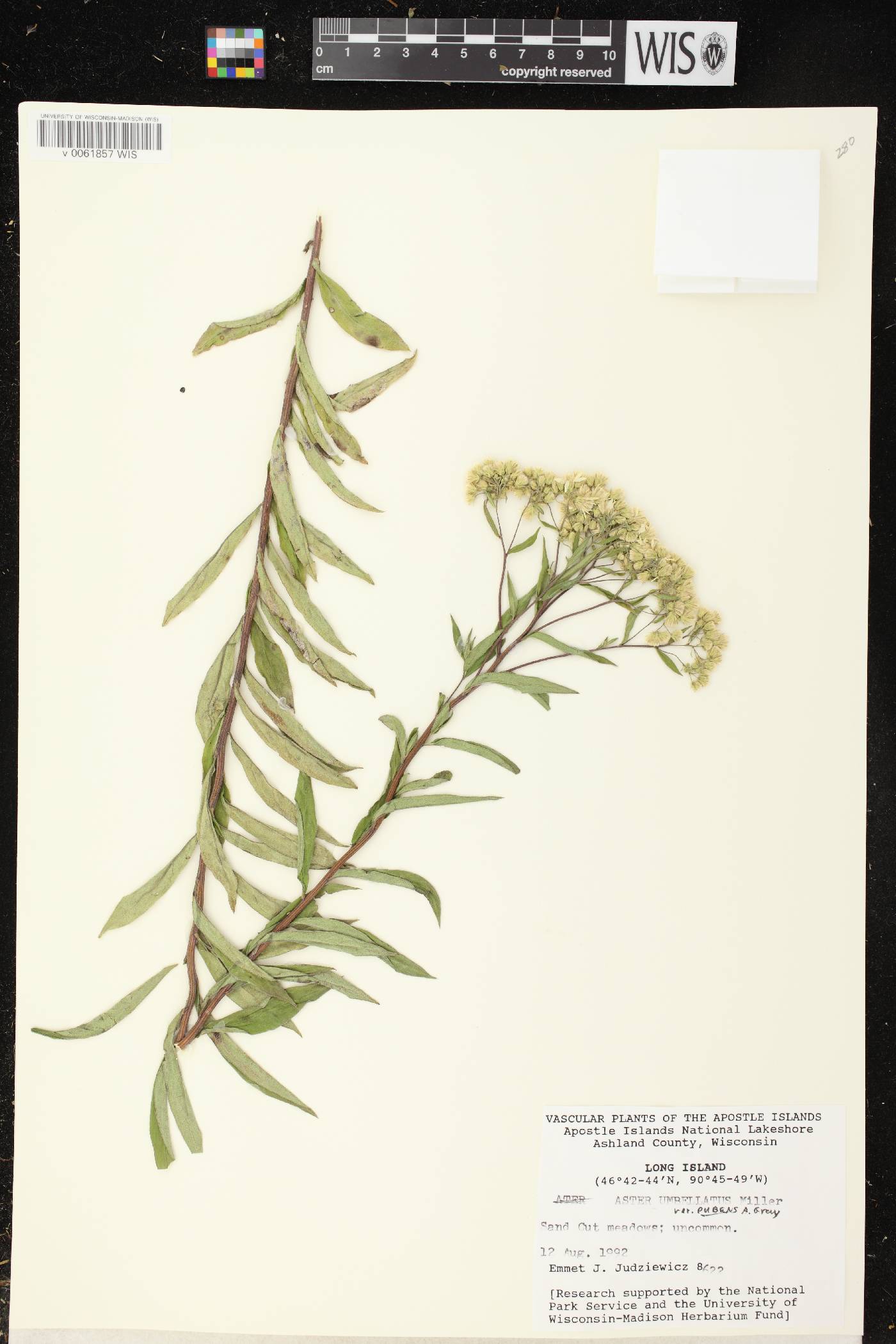 Doellingeria umbellata var. pubens image