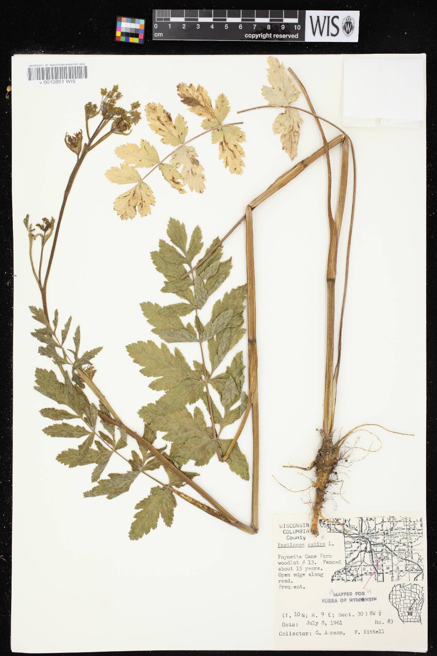 Pastinaca sativa image
