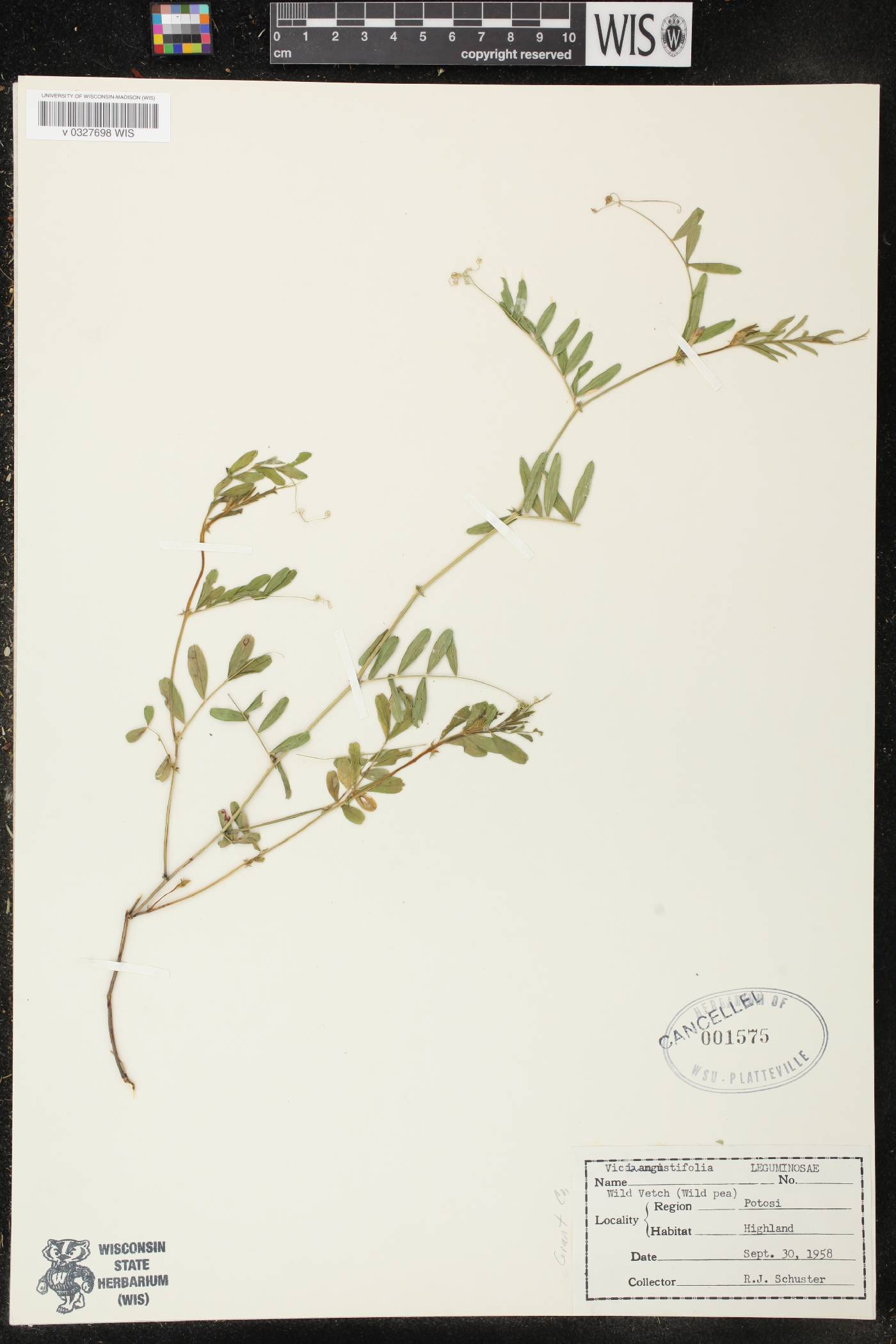 Vicia sativa subsp. nigra image