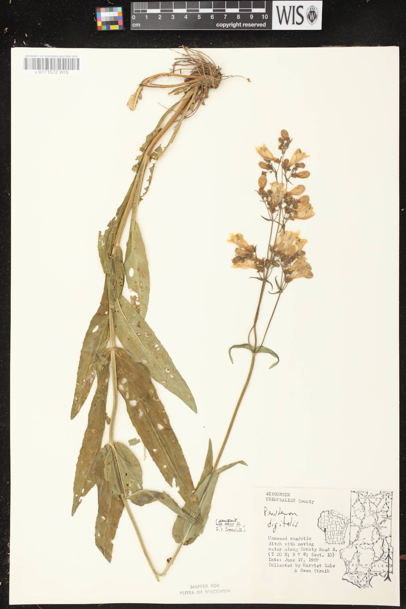 Penstemon digitalis image