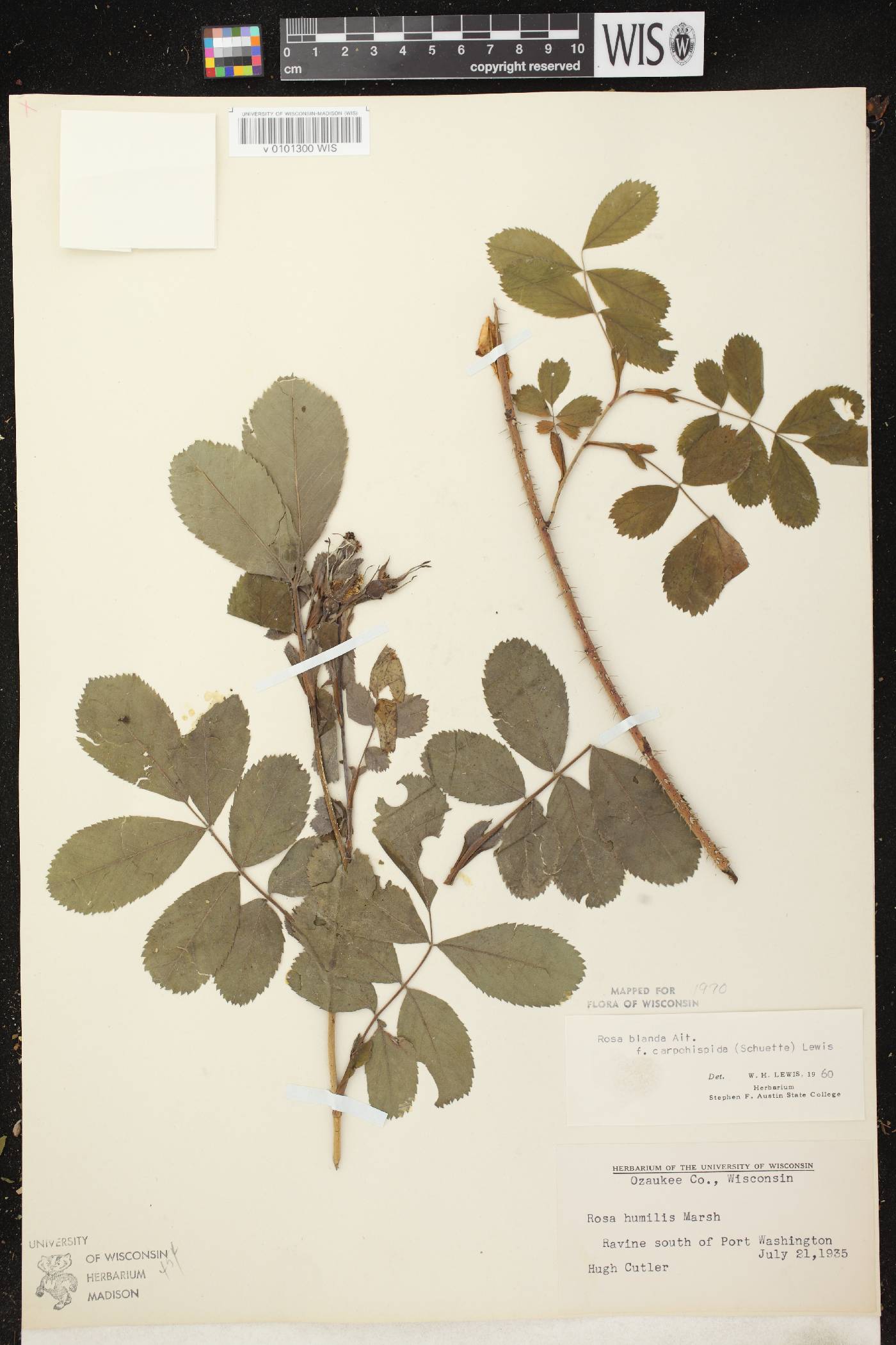 Rosa blanda image