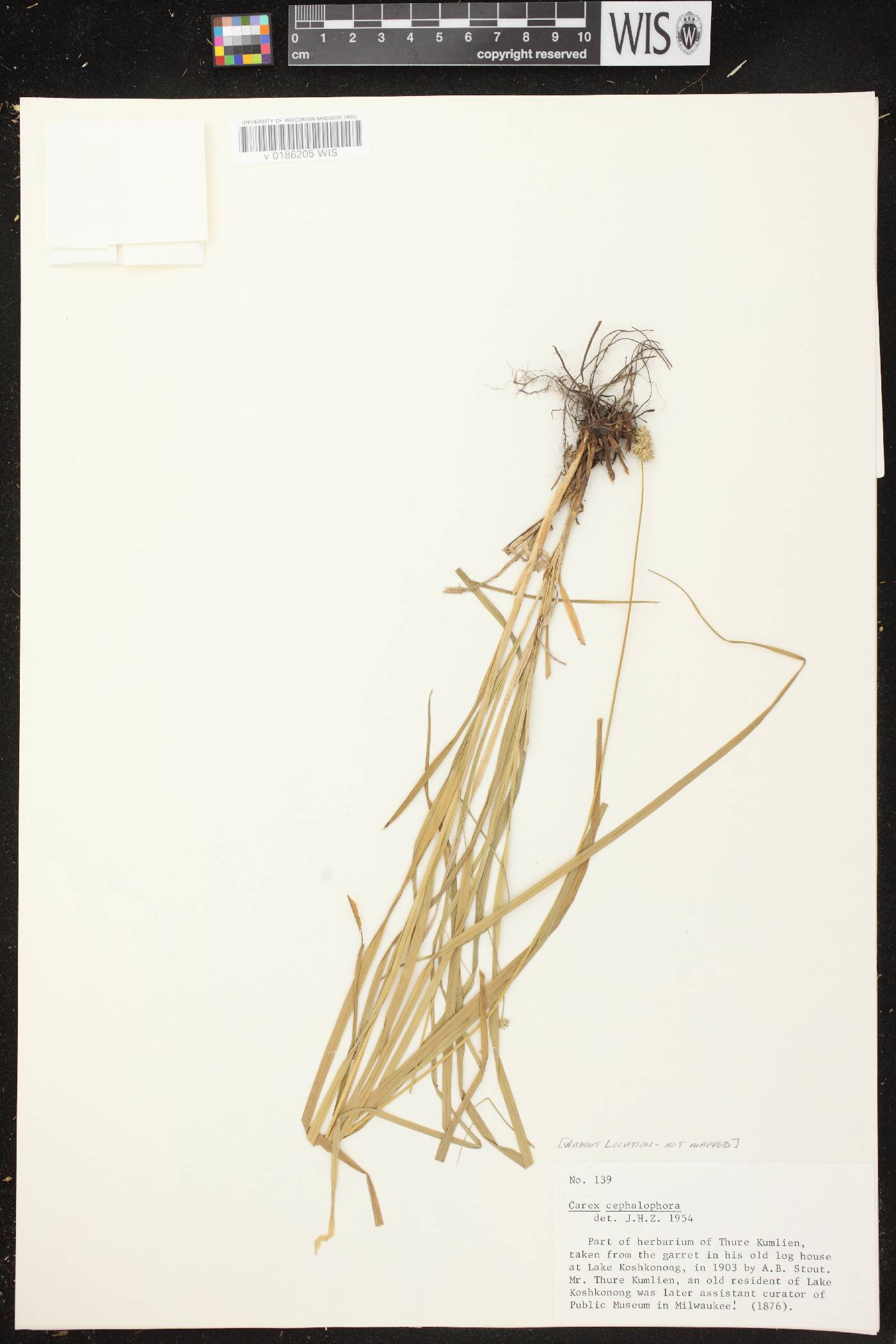 Carex cephalophora image