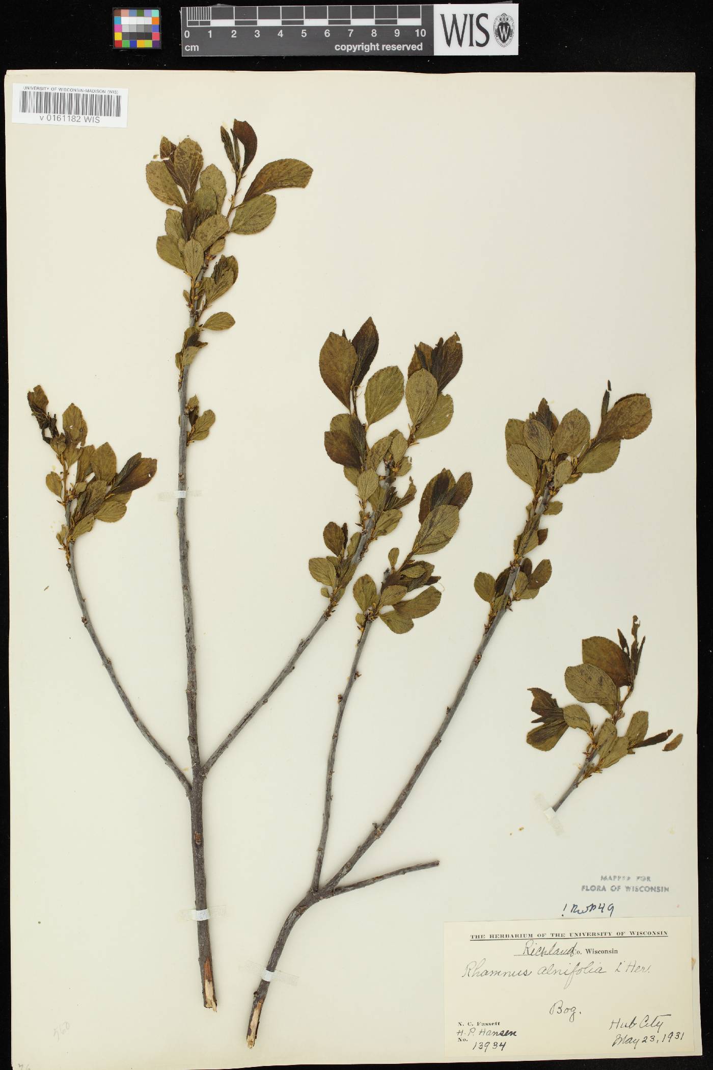 Rhamnus alnifolia image