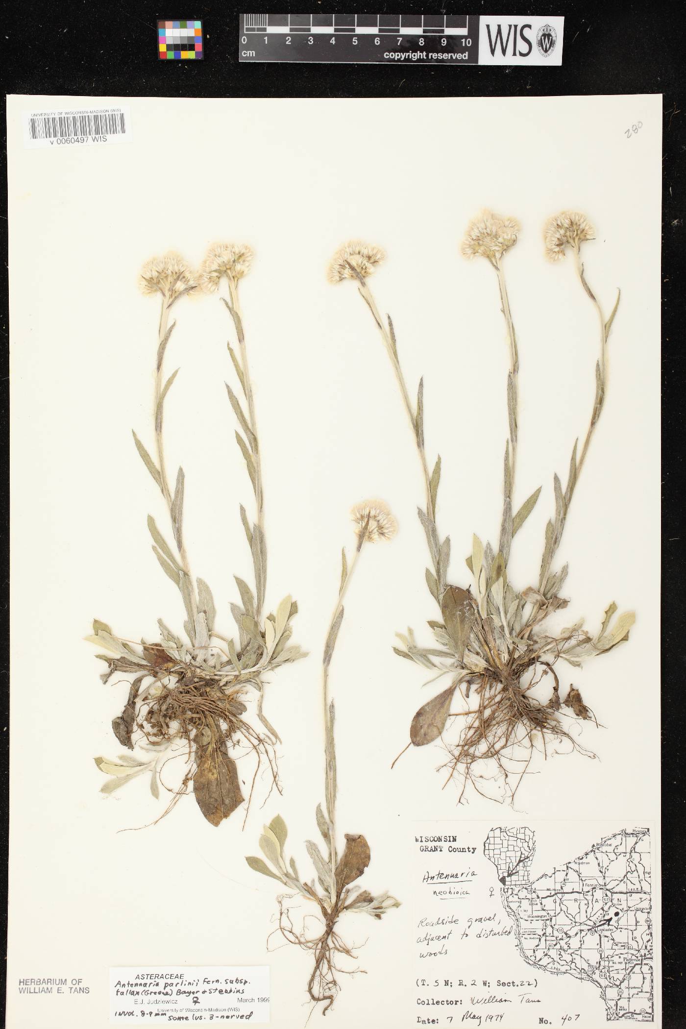 Antennaria parlinii subsp. fallax image