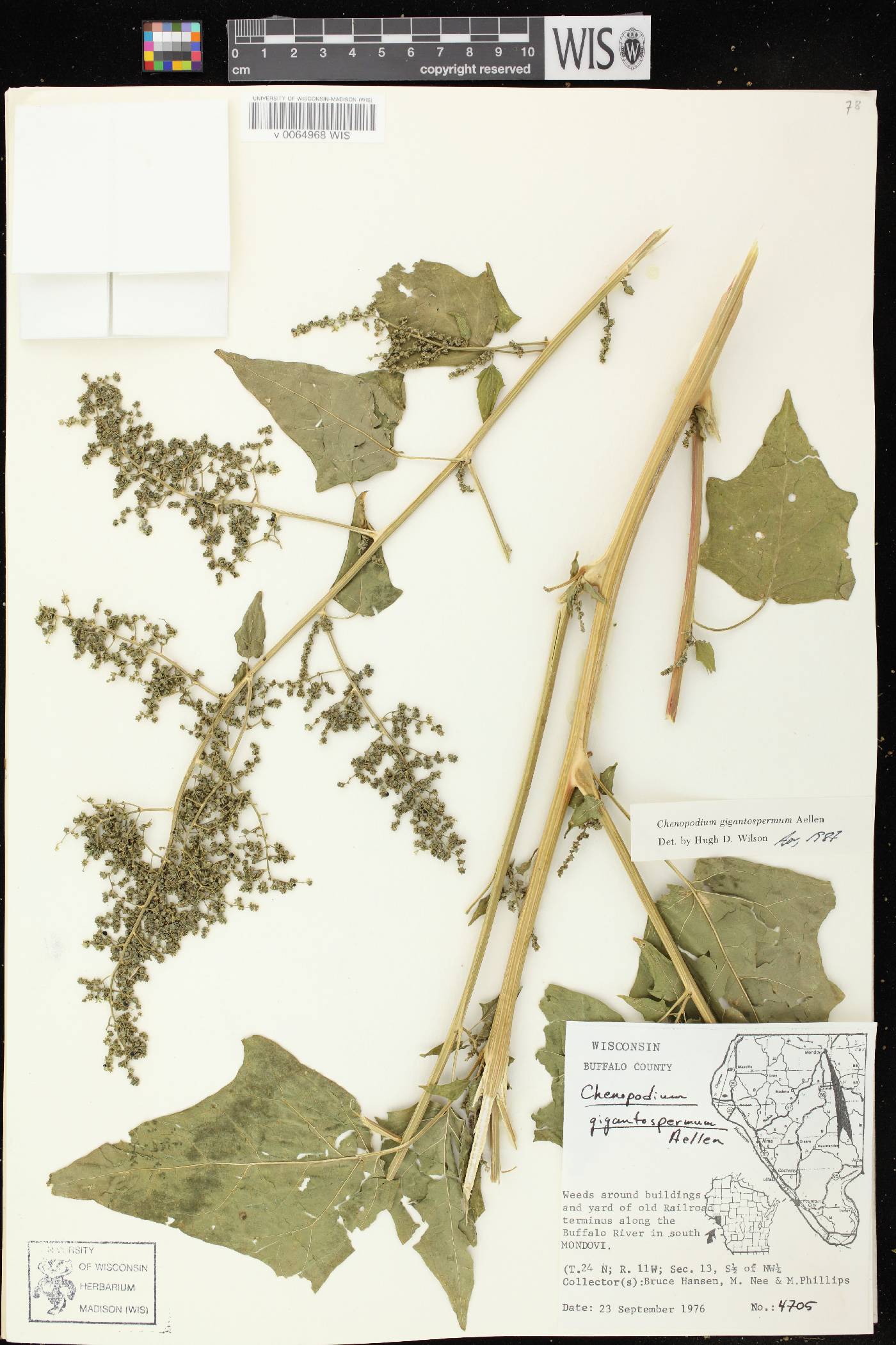 Chenopodium simplex image