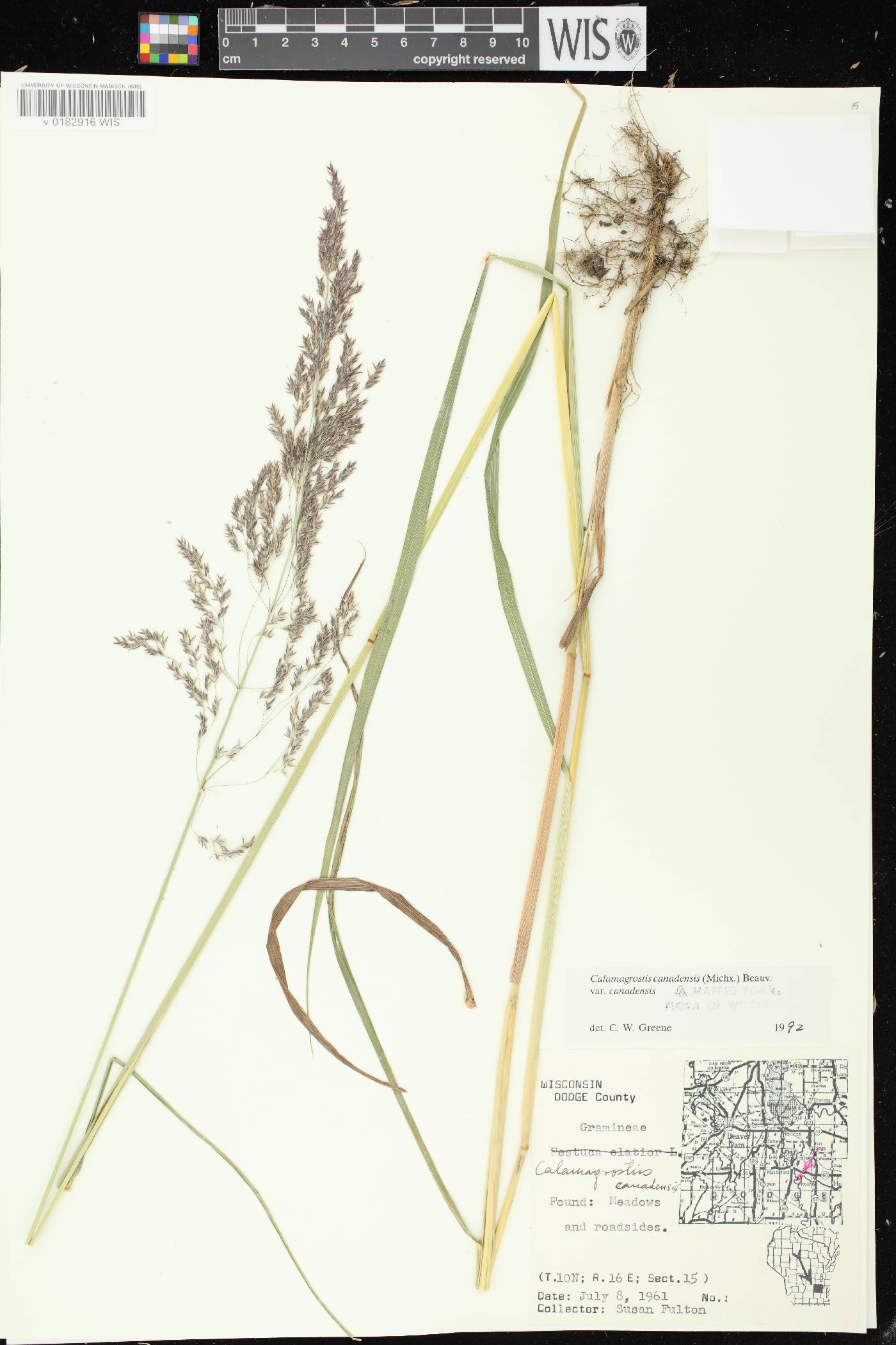 Calamagrostis canadensis var. canadensis image