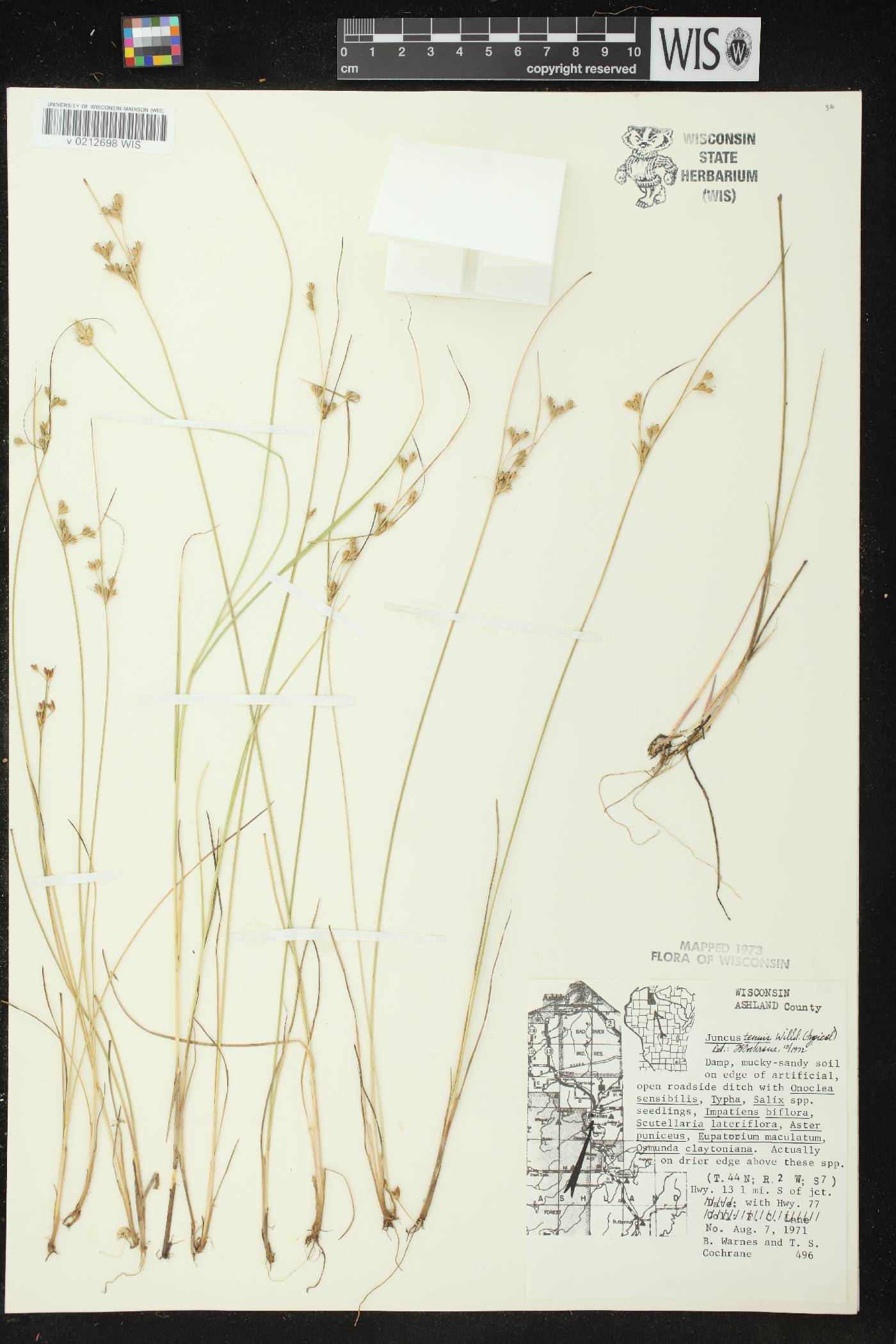 Juncus tenuis image