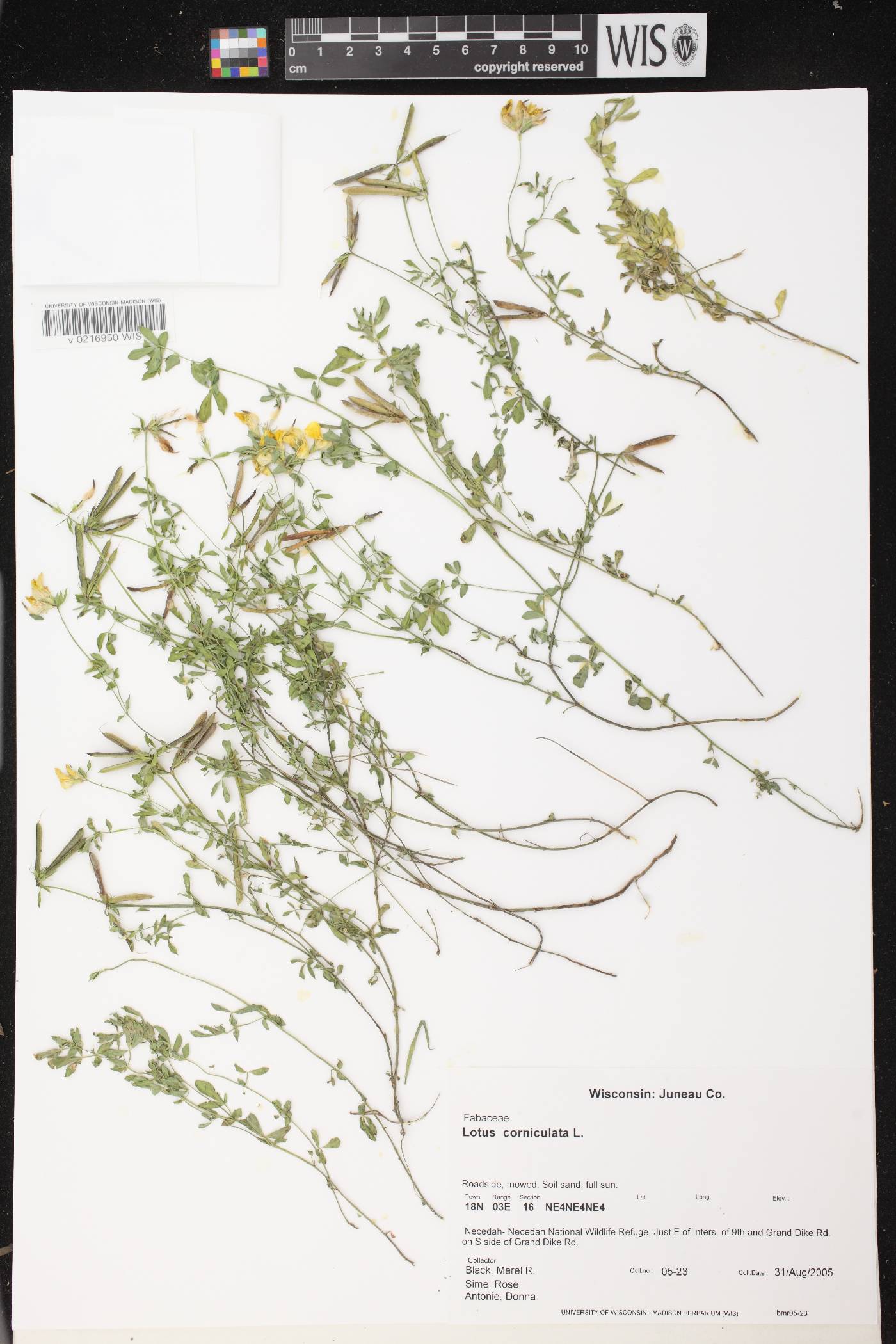 Lotus corniculatus image