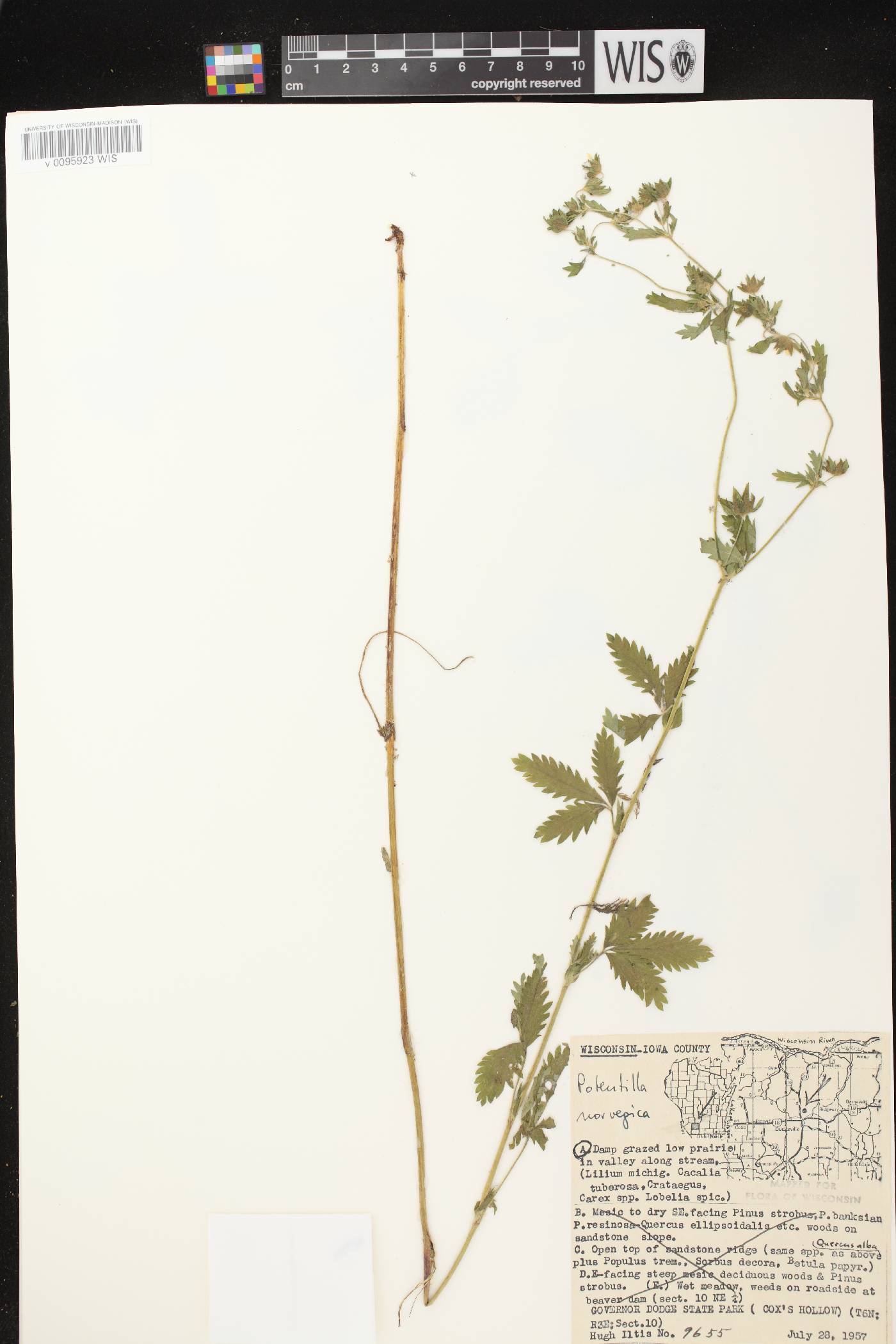 Potentilla norvegica image