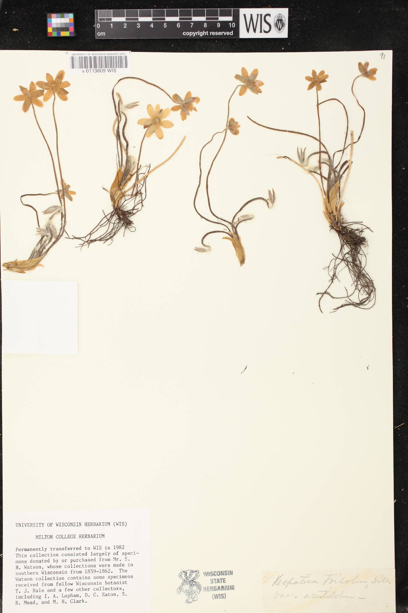 Anemone acutiloba image