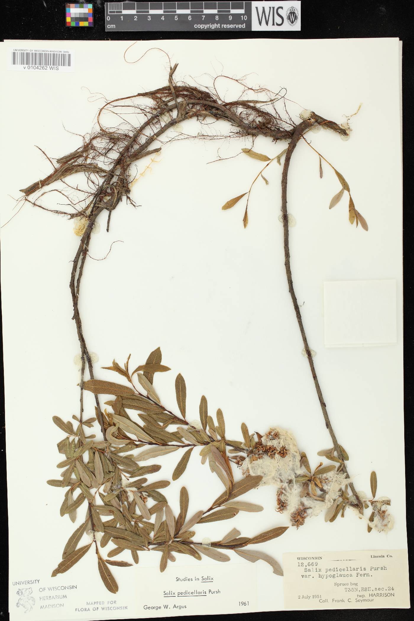 Salix pedicellaris image