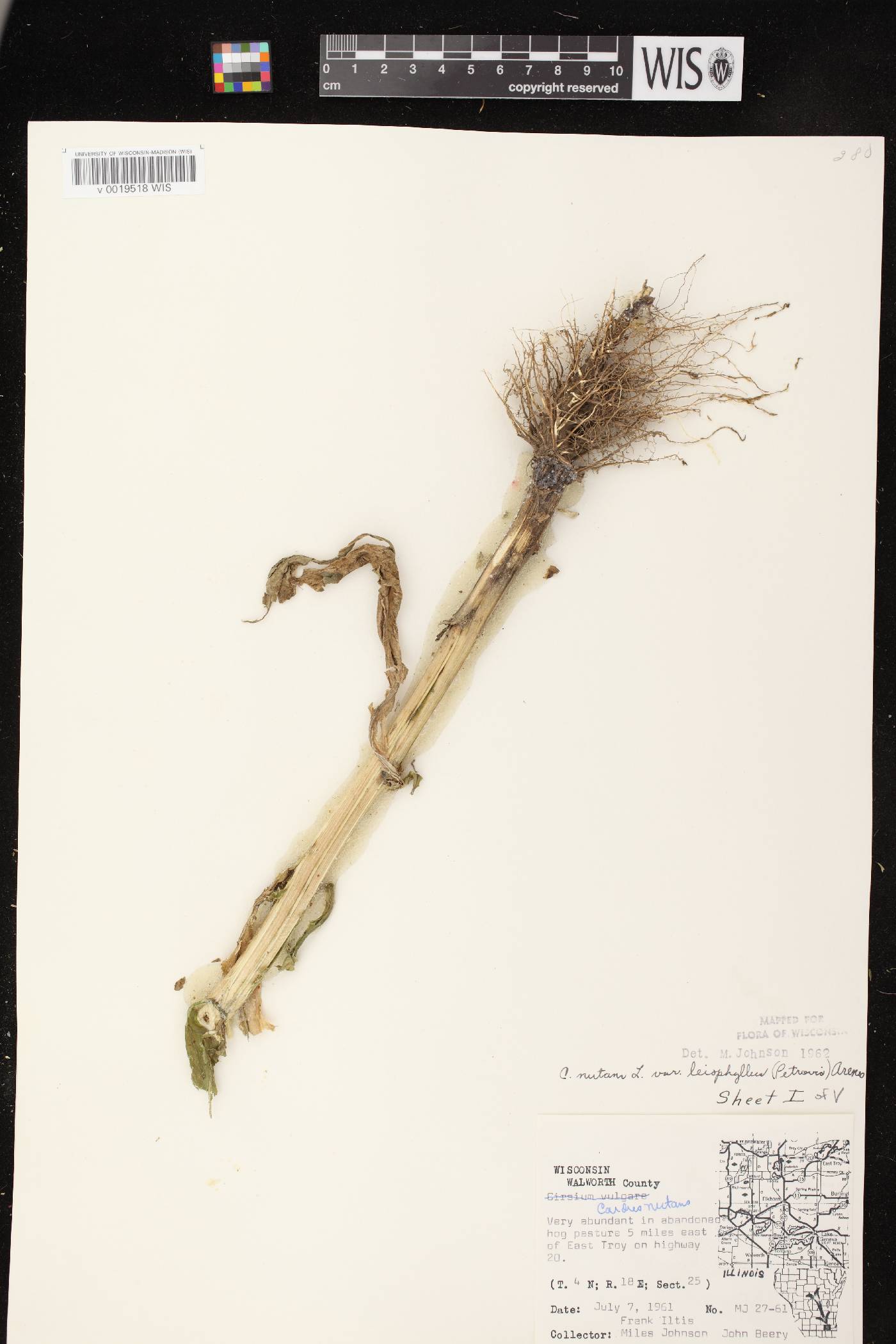 Carduus nutans image