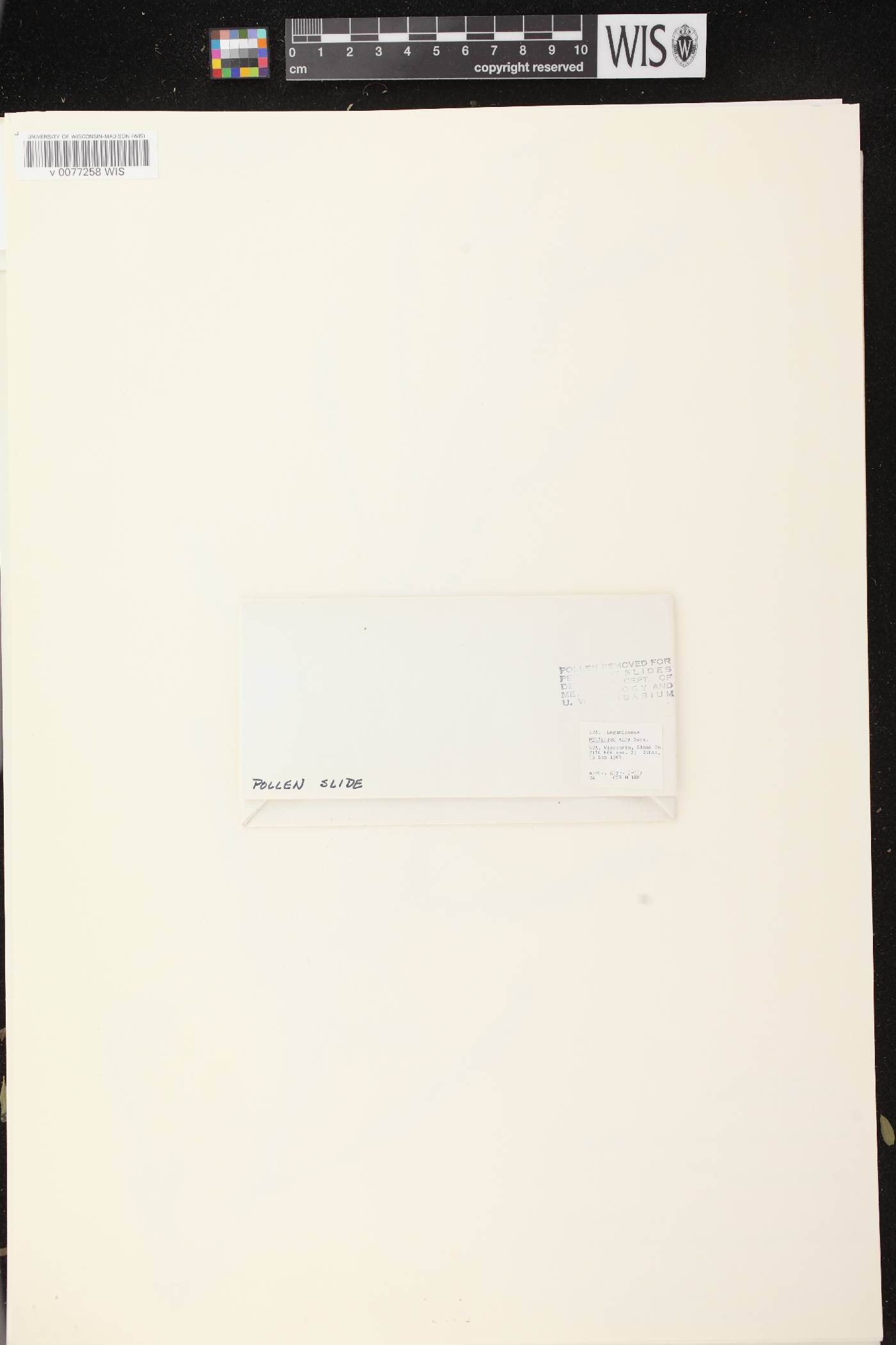 Melilotus albus image