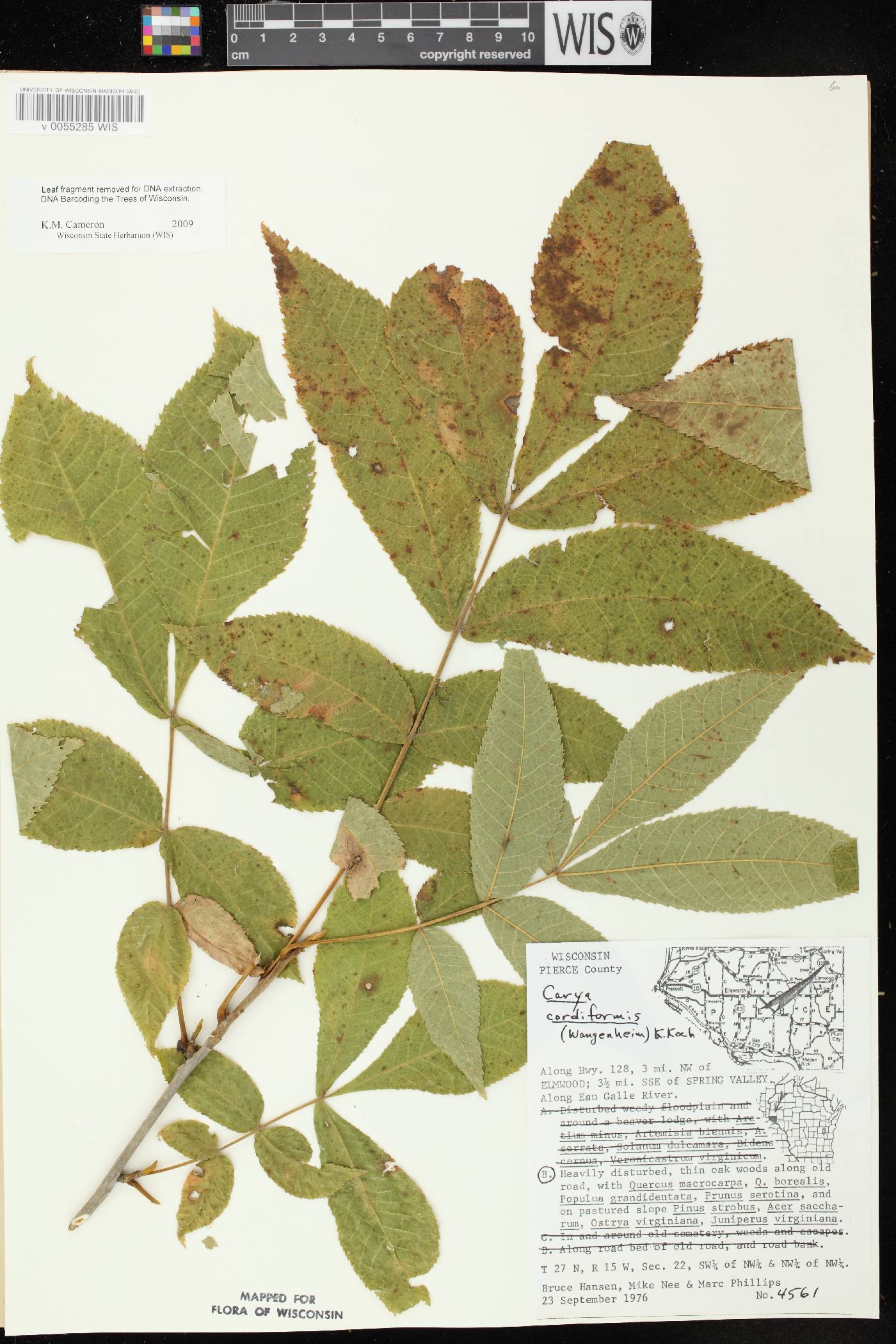 Carya cordiformis image