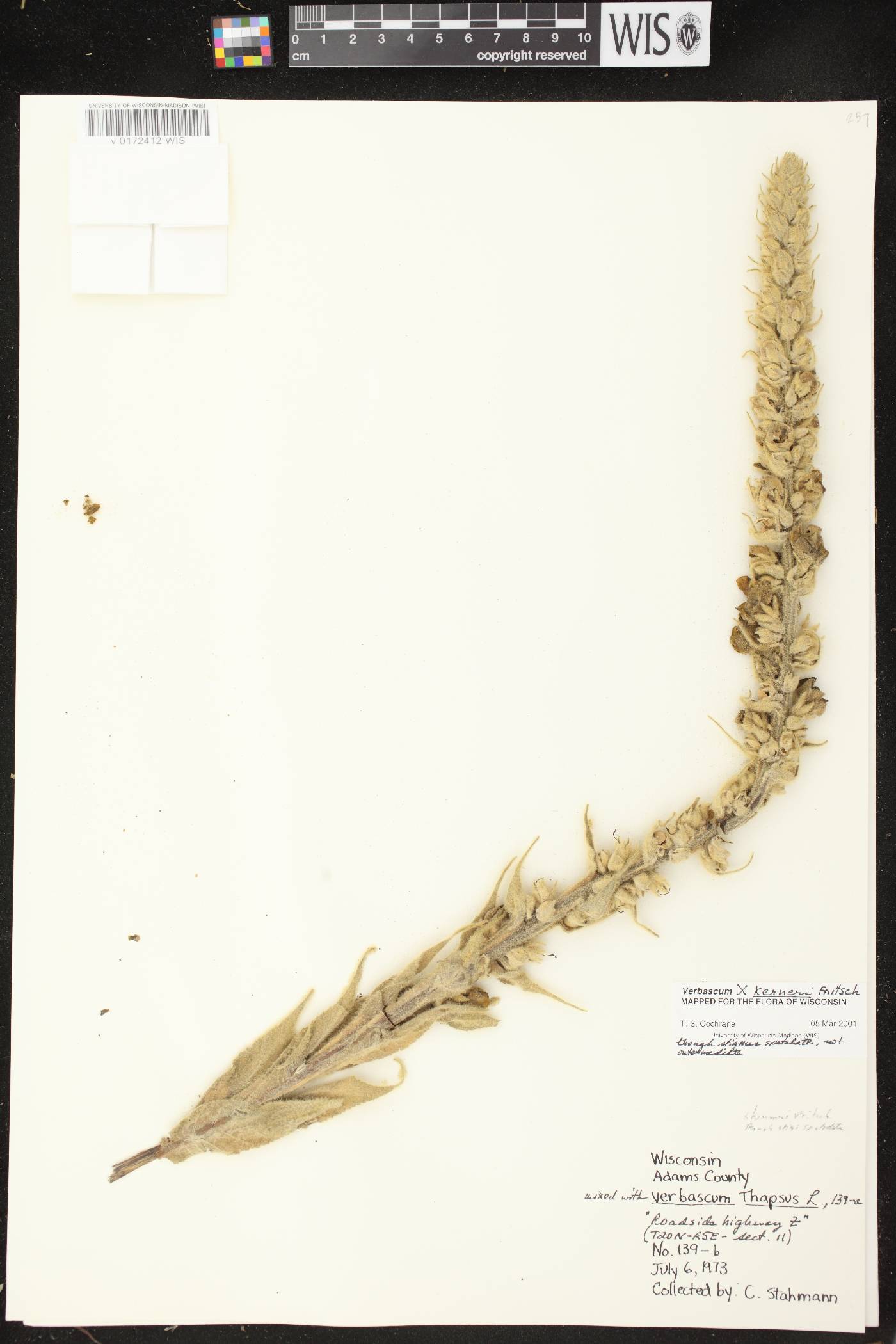 Verbascum X kerneri image
