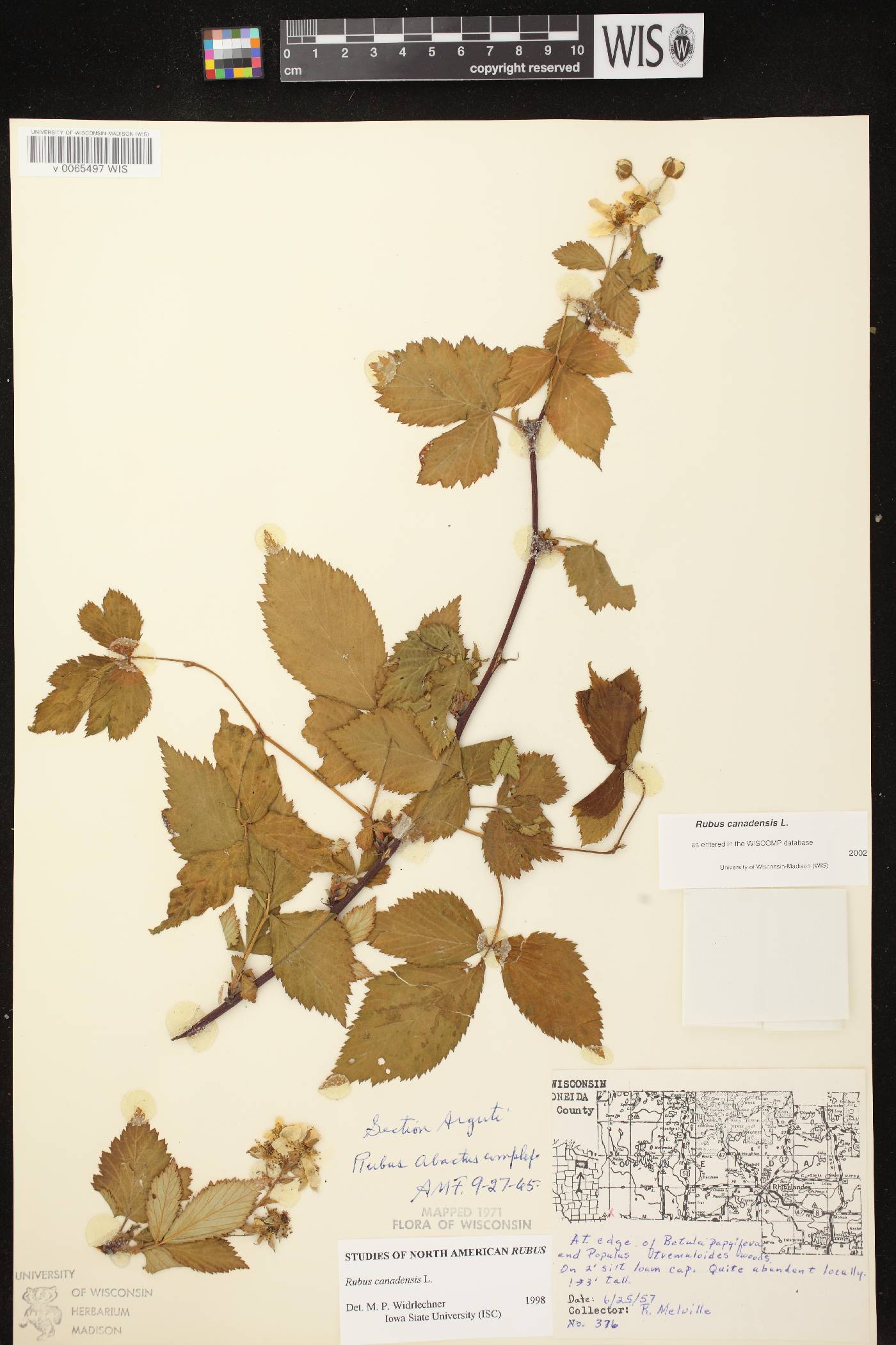 Rubus canadensis image