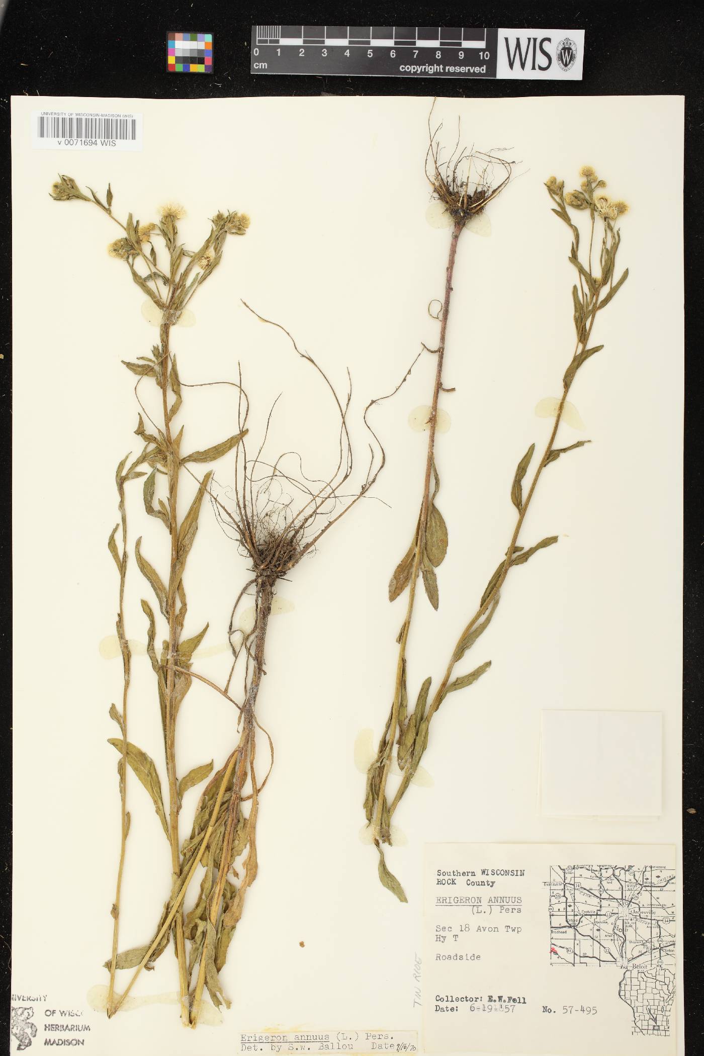 Erigeron annuus image