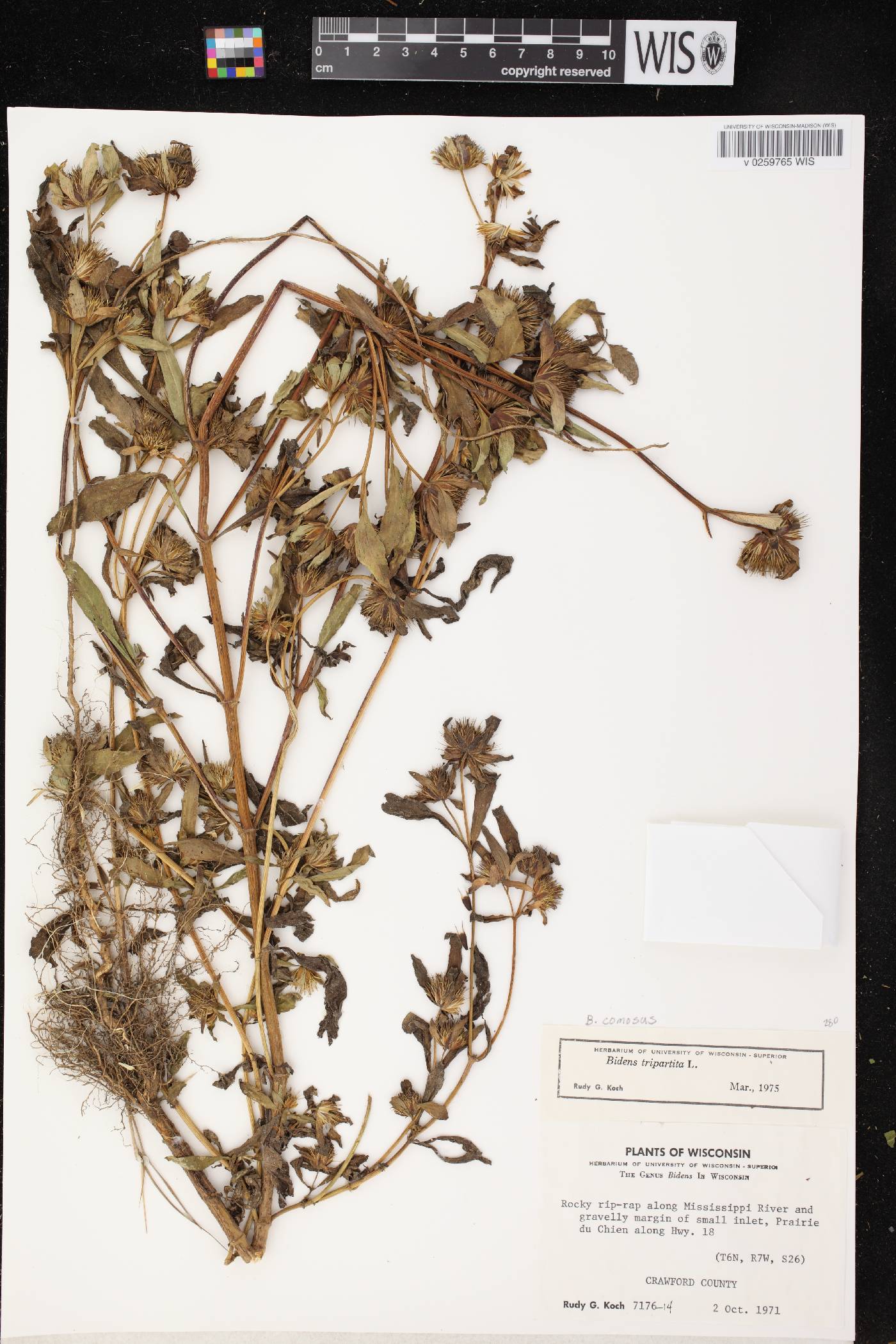 Bidens tripartita image