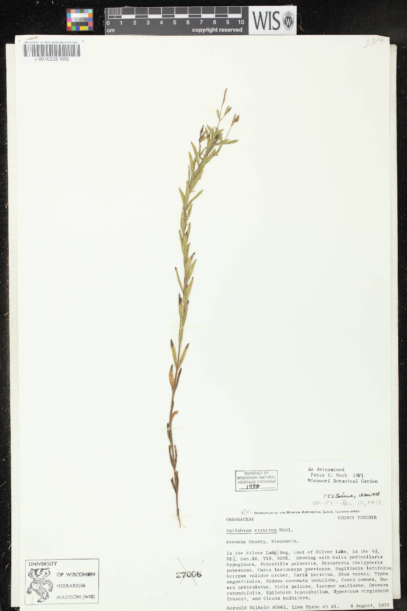 Epilobium strictum image