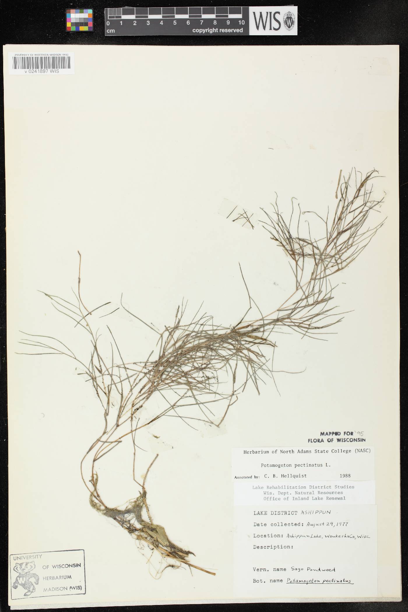 Stuckenia pectinata image