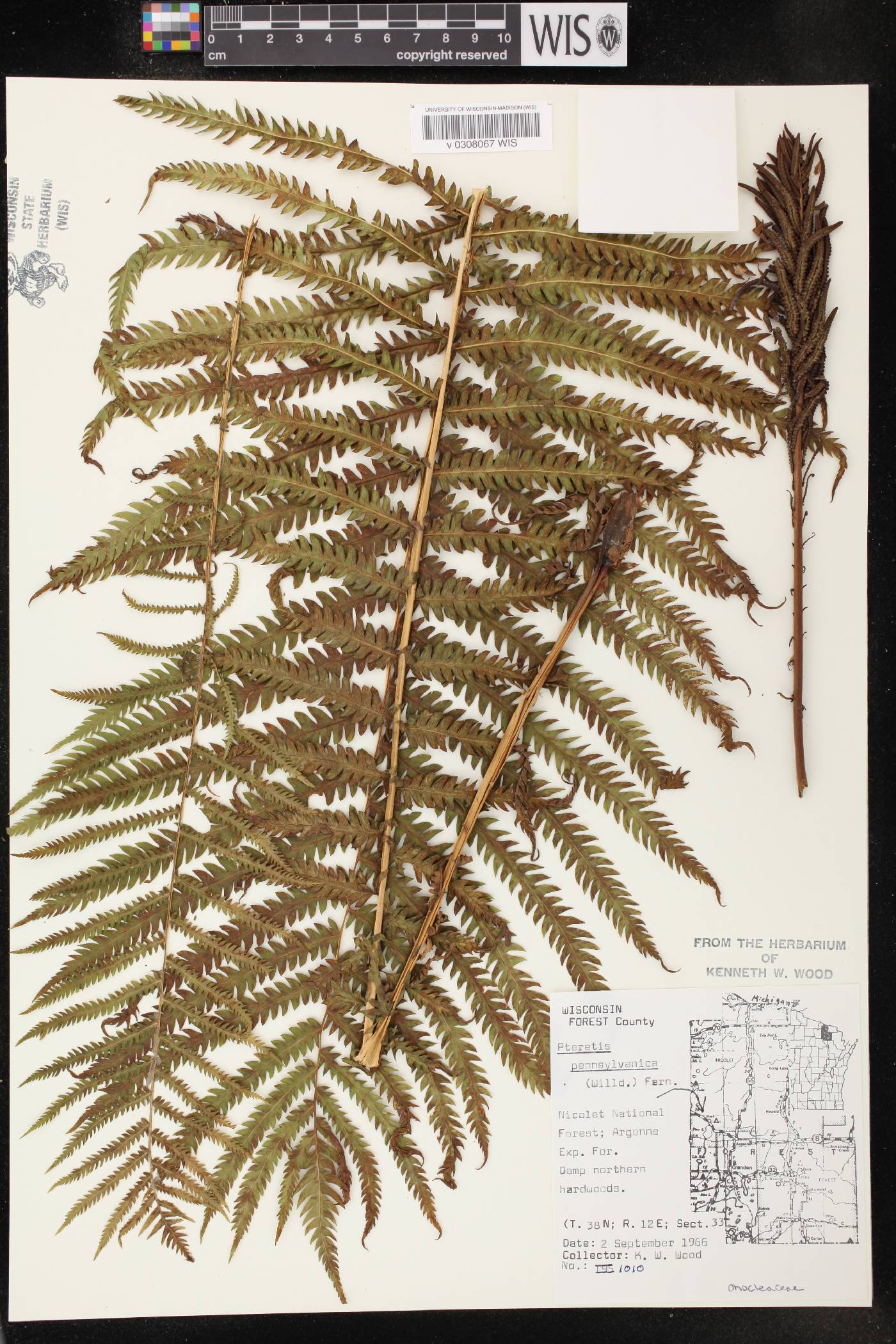 Matteuccia struthiopteris image