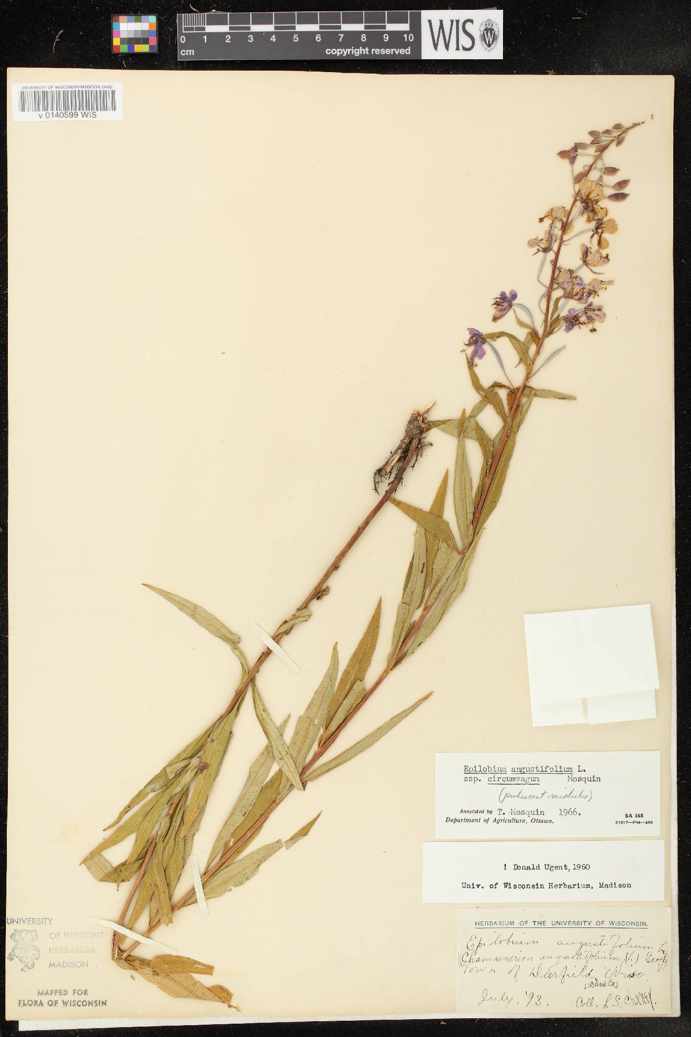 Chamerion angustifolium subsp. circumvagum image