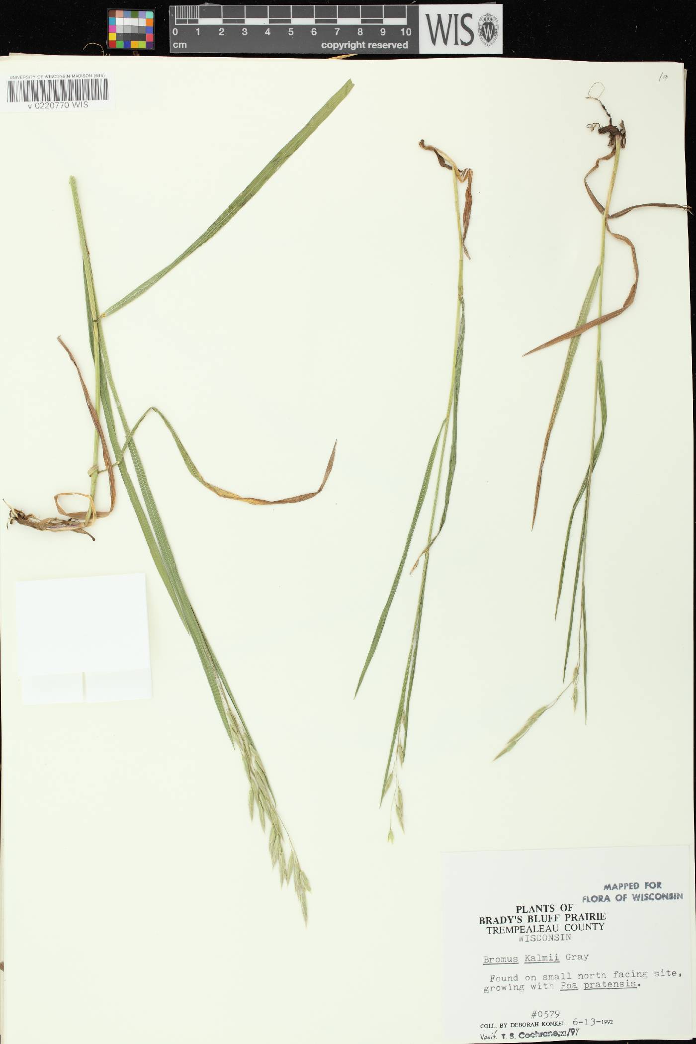 Bromus kalmii image