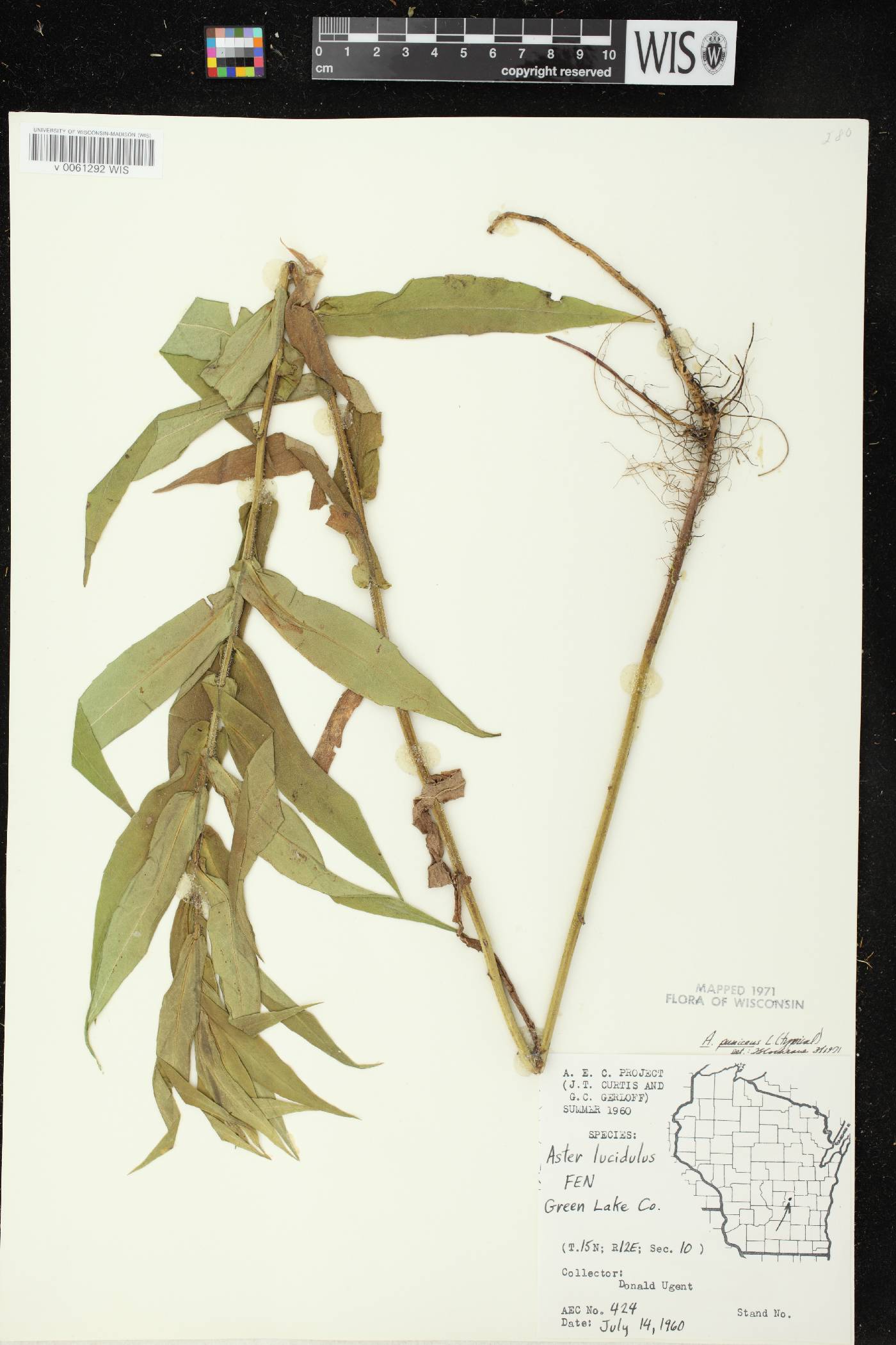 Symphyotrichum puniceum var. puniceum image