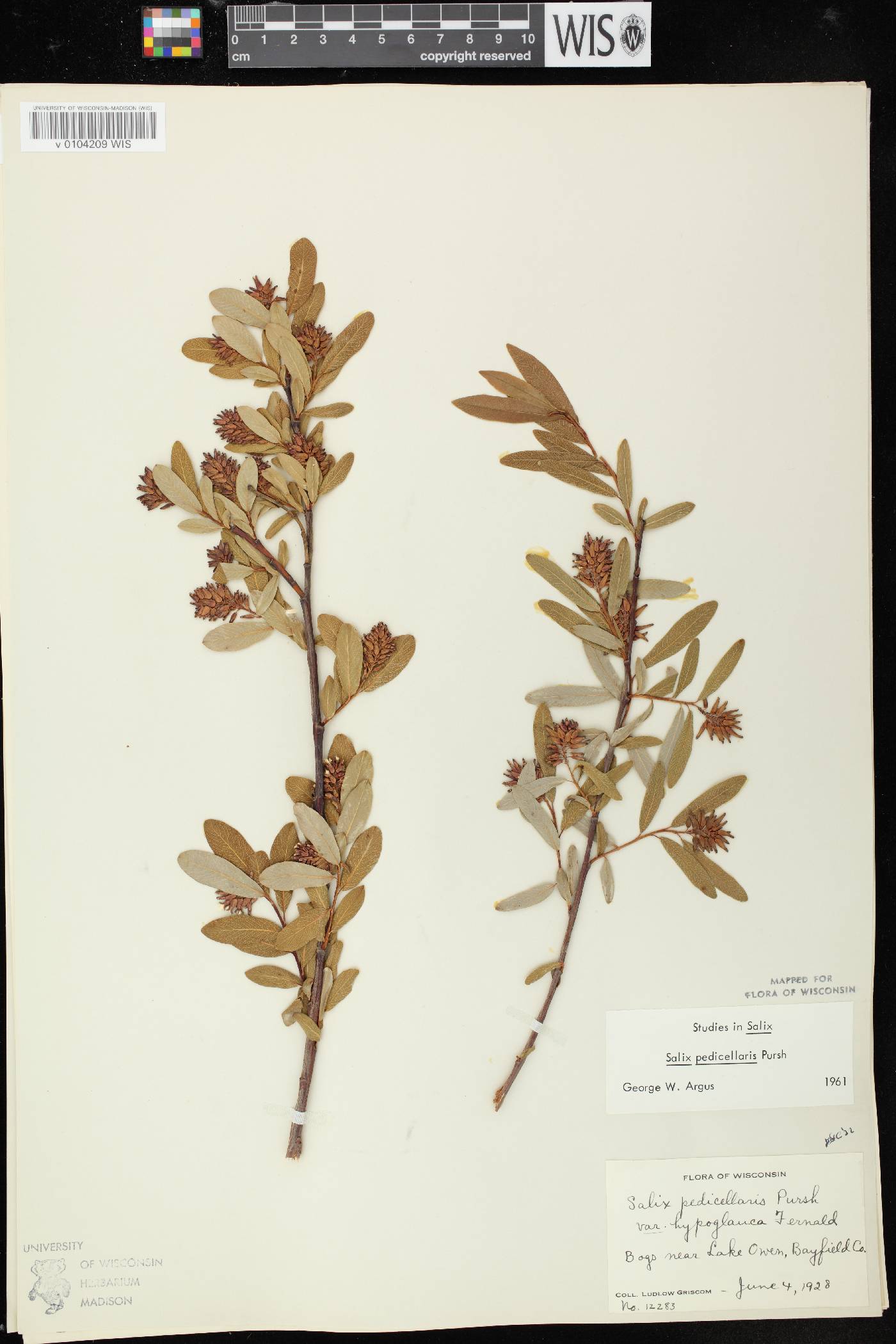 Salix pedicellaris image