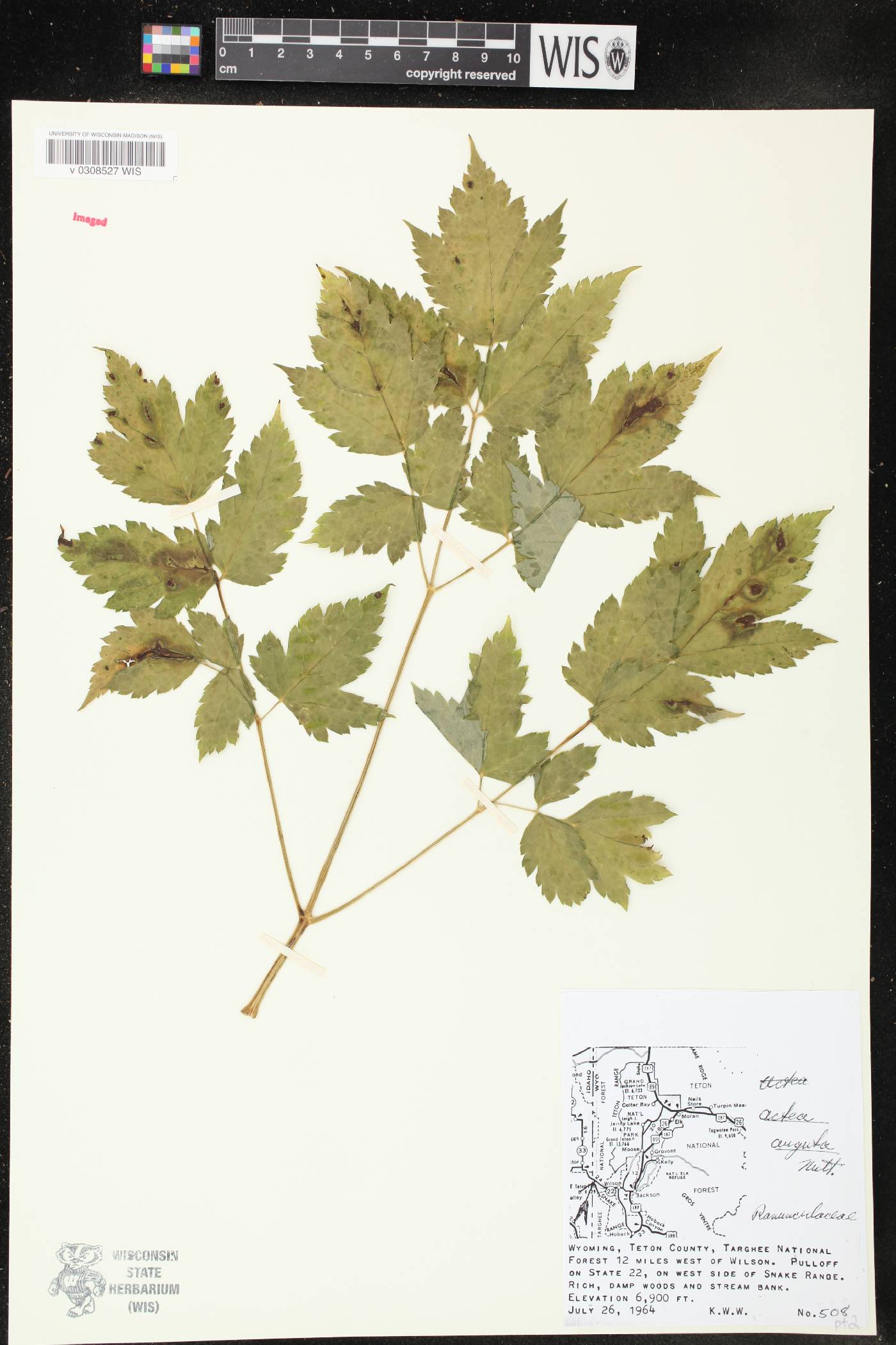 Actaea rubra image