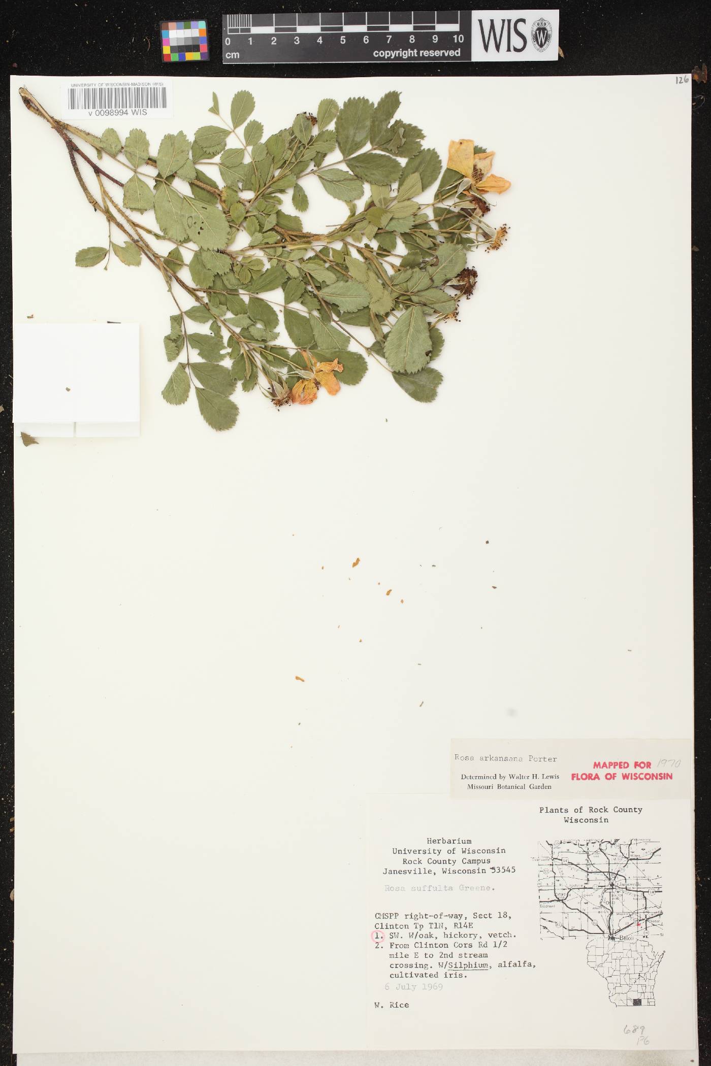 Rosa arkansana image