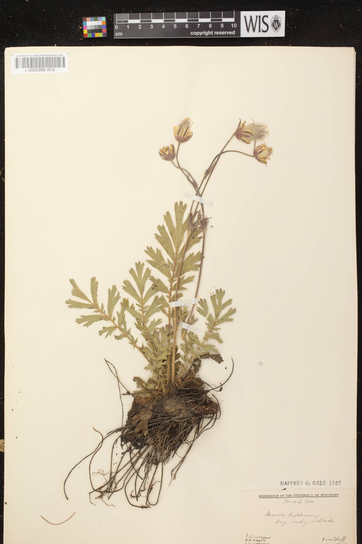Geum triflorum var. triflorum image