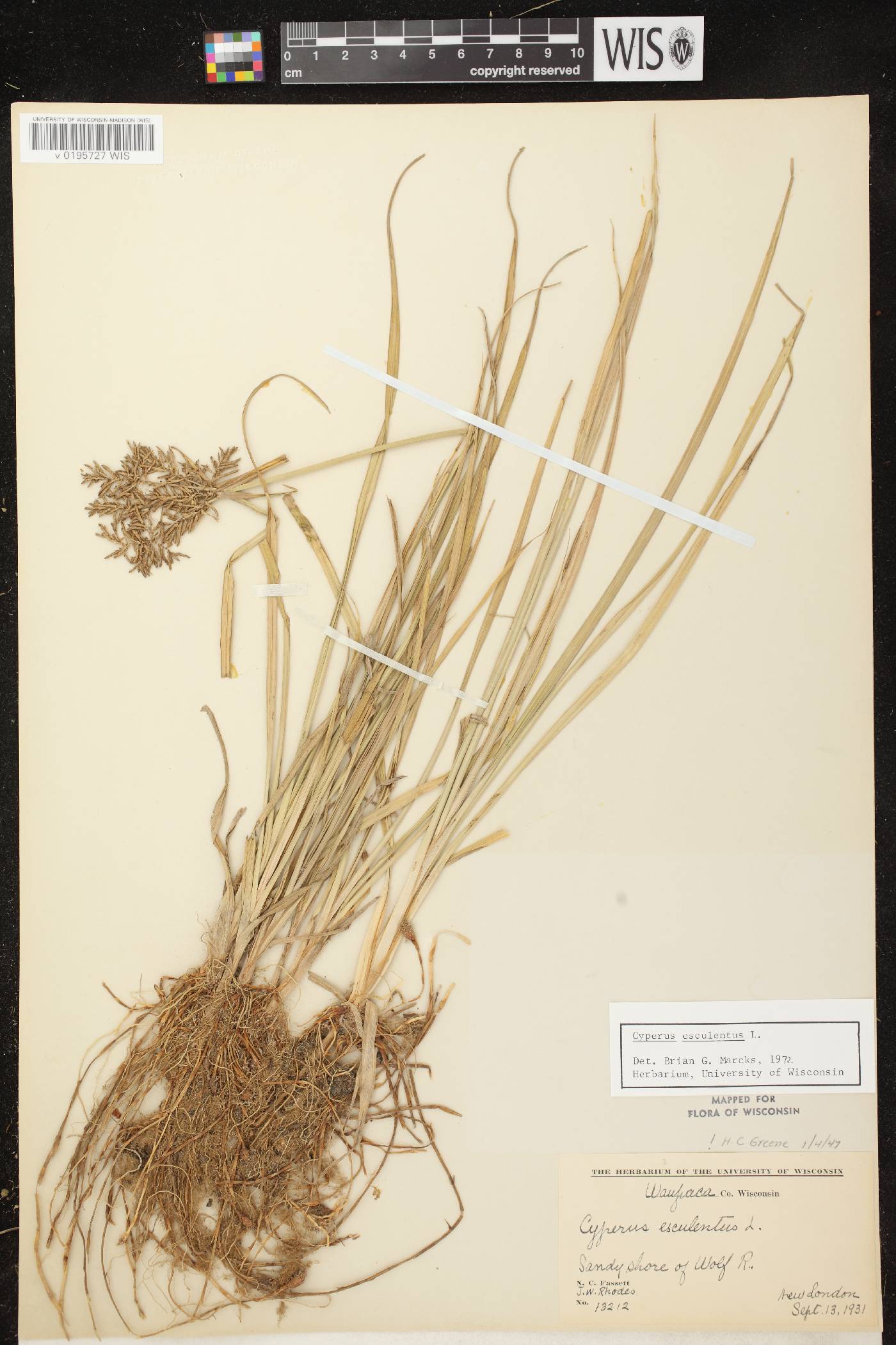 Cyperus esculentus var. leptostachyus image