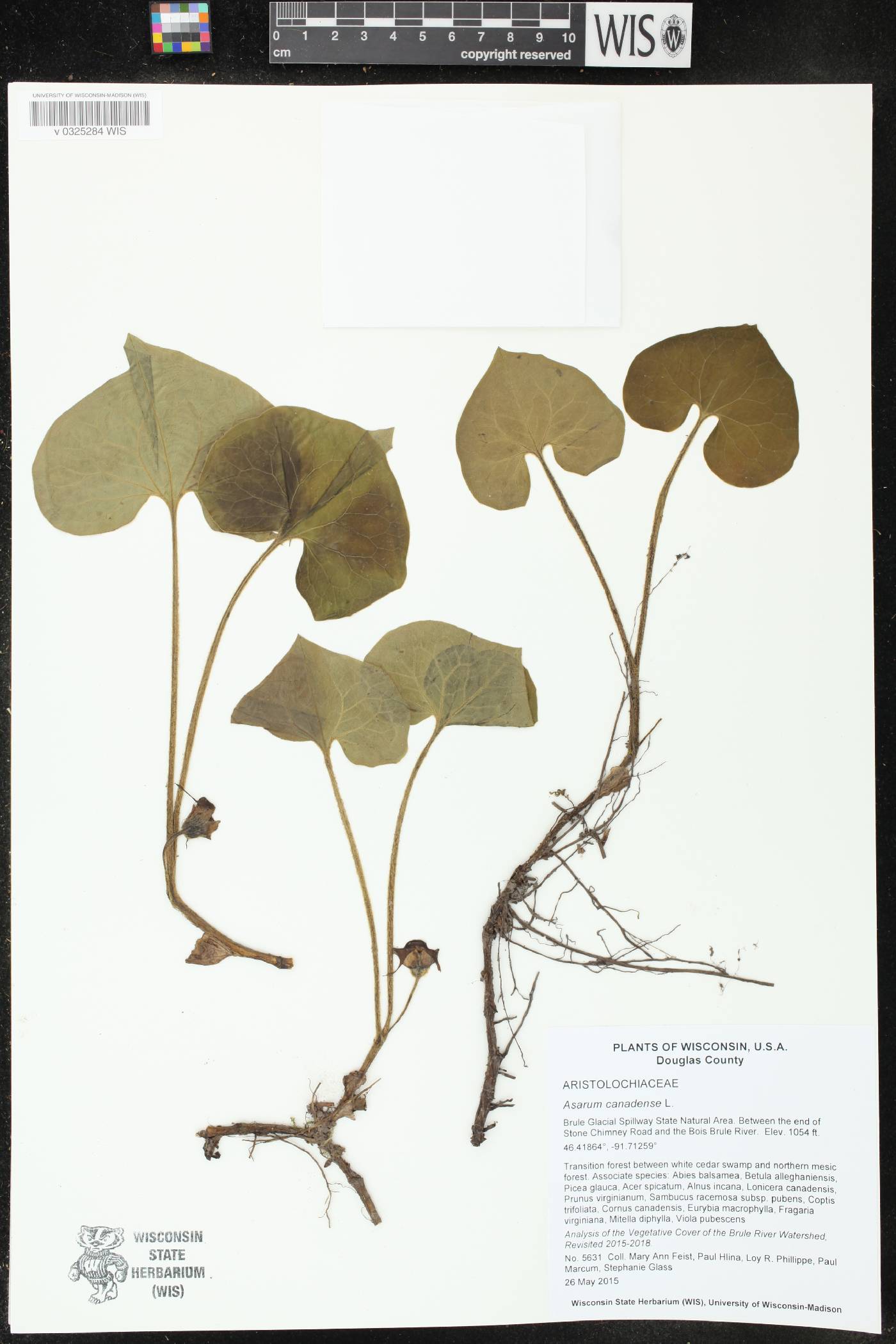 Asarum canadense image
