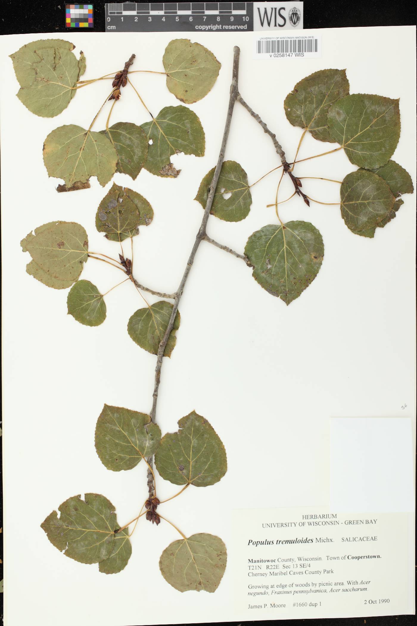 Populus tremuloides image